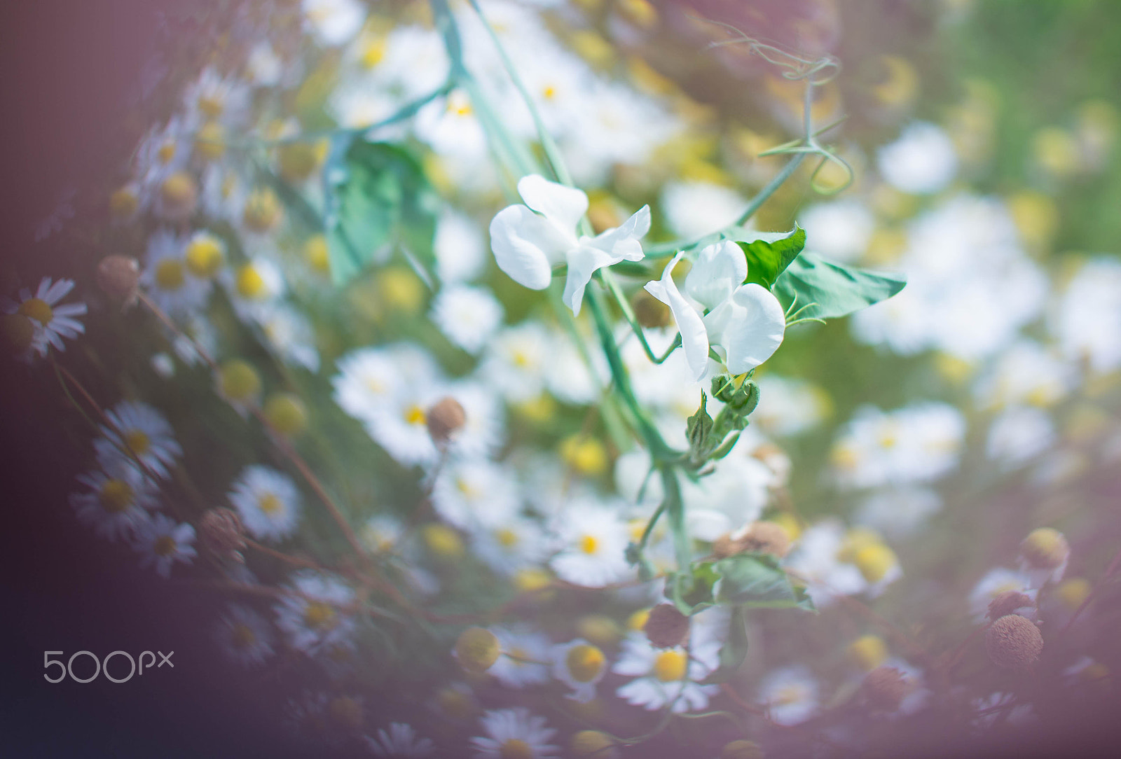 Nikon D610 + Sigma 50mm F1.4 EX DG HSM sample photo. Escape from daisies photography