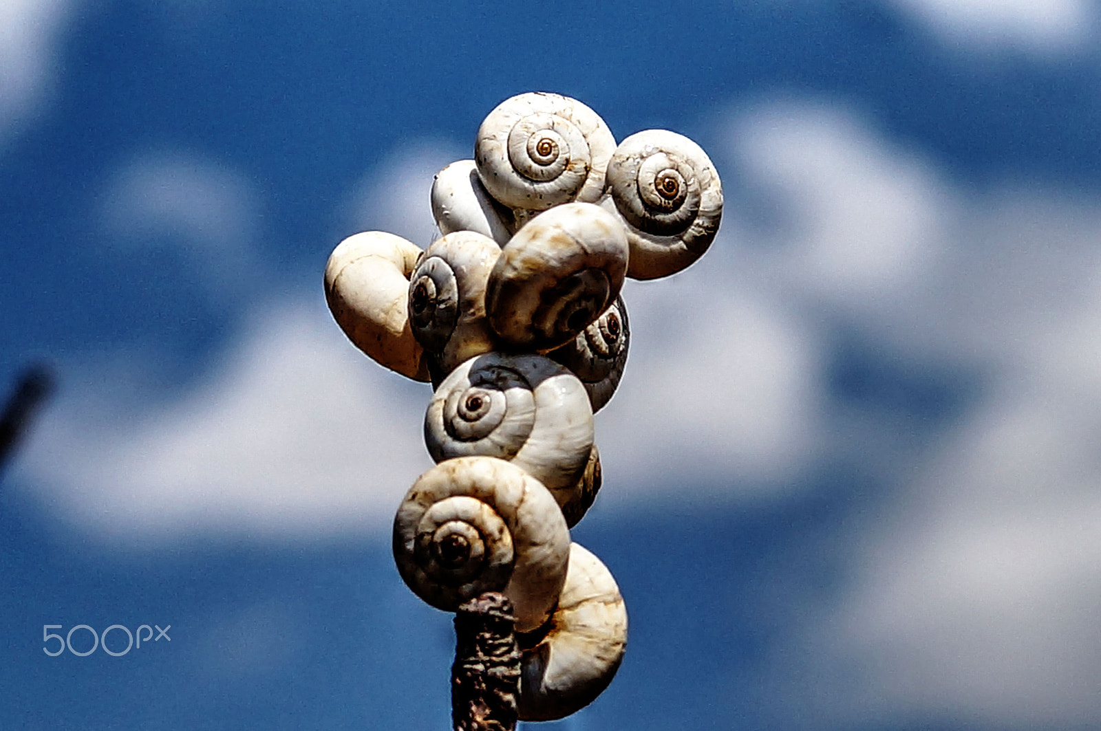 Sony SLT-A57 + Sony DT 30mm F2.8 Macro SAM sample photo. Snail photography