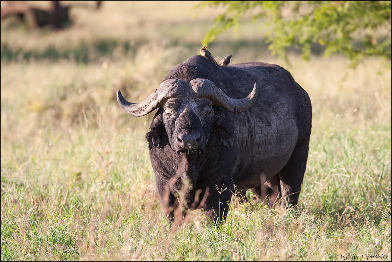 Canon EF 300mm F2.8L IS USM sample photo. Buffaloes of serengeti №1 photography