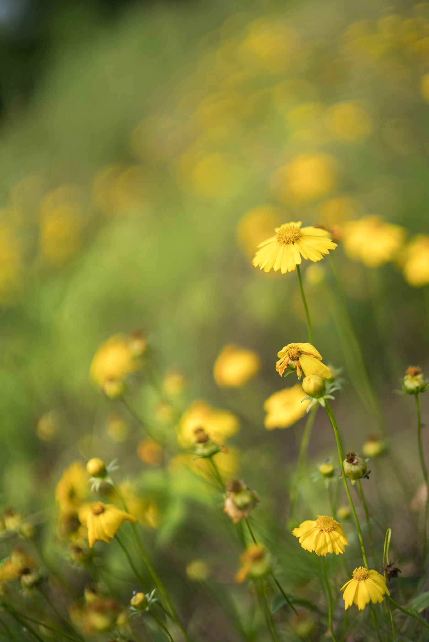 Sony Planar T* 50mm F1.4 ZA SSM sample photo