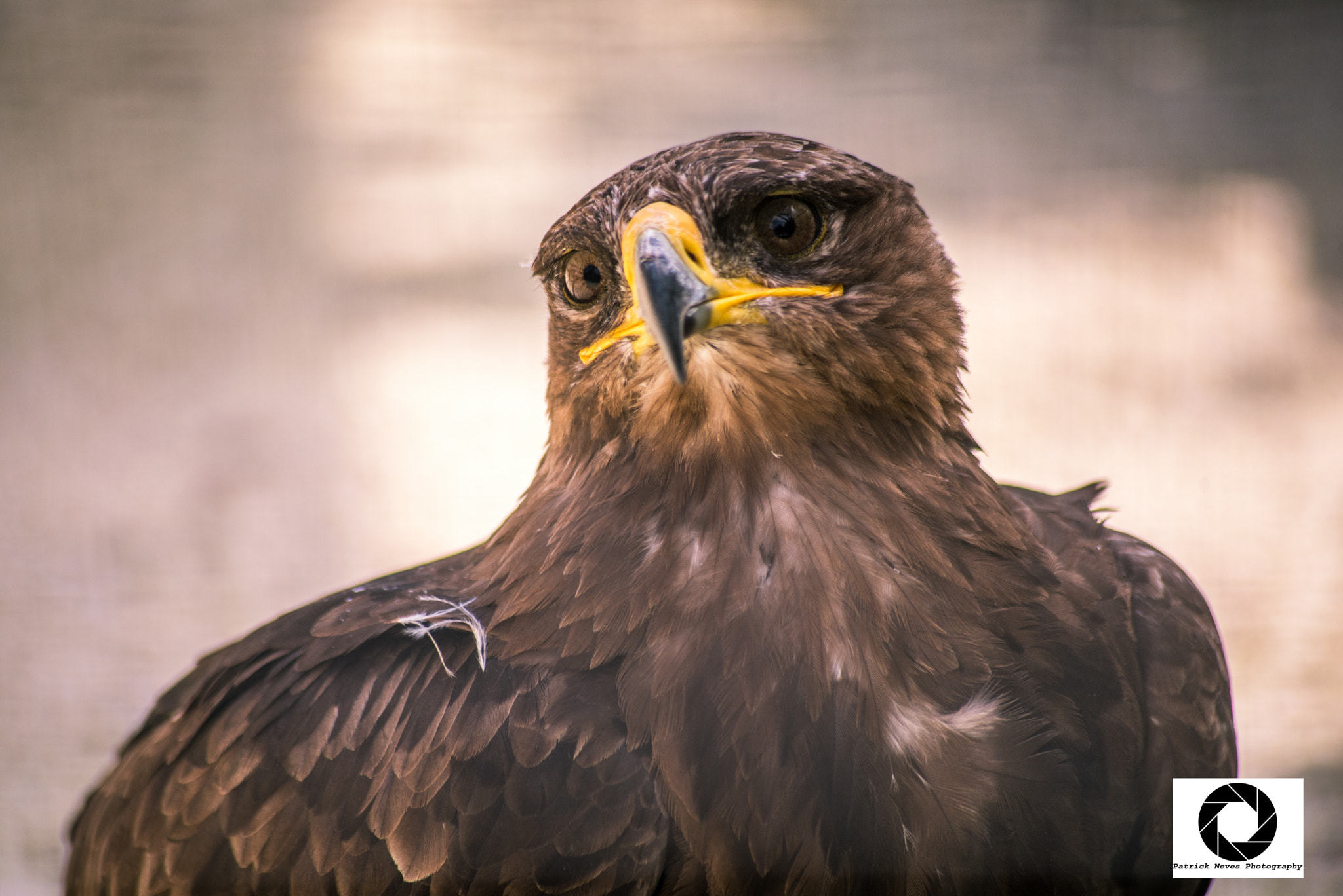 Sigma 70-300mm F4-5.6 APO DG Macro sample photo. Steinadler photography
