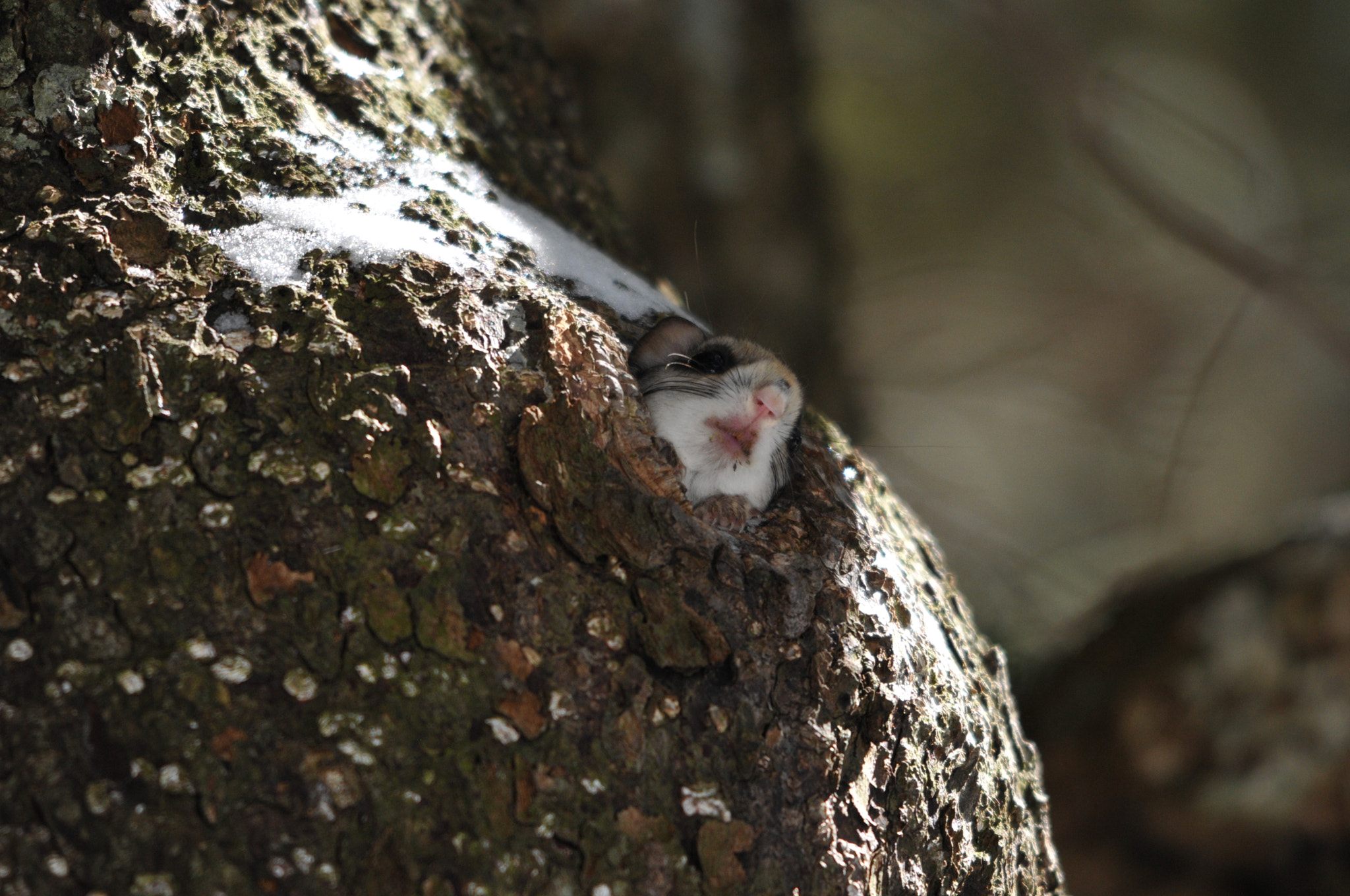 Sigma 150-500mm F5-6.3 DG OS HSM sample photo. Hello photography