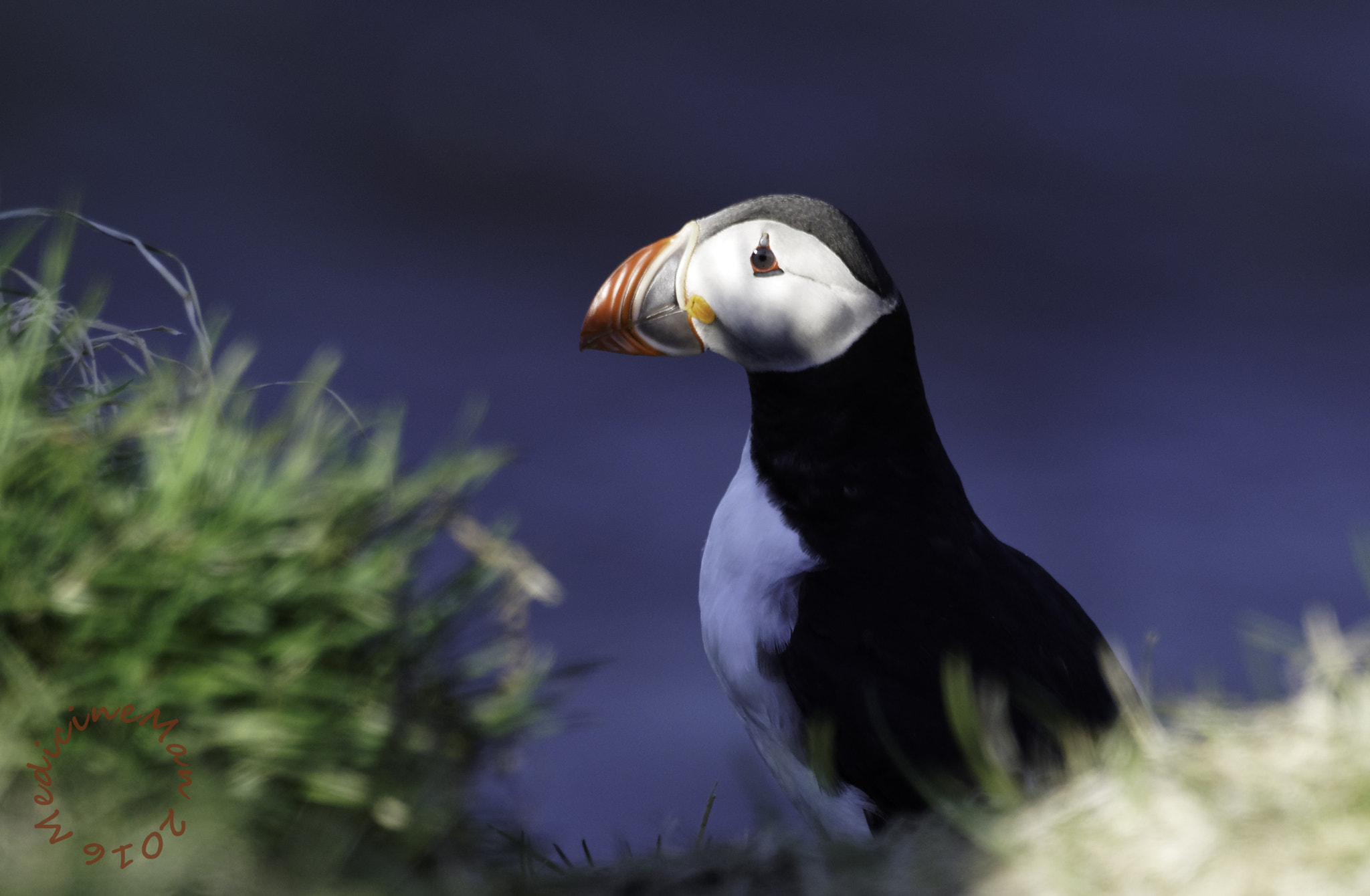 Sony 70-400mm F4-5.6 G SSM II sample photo. Puffin left photography