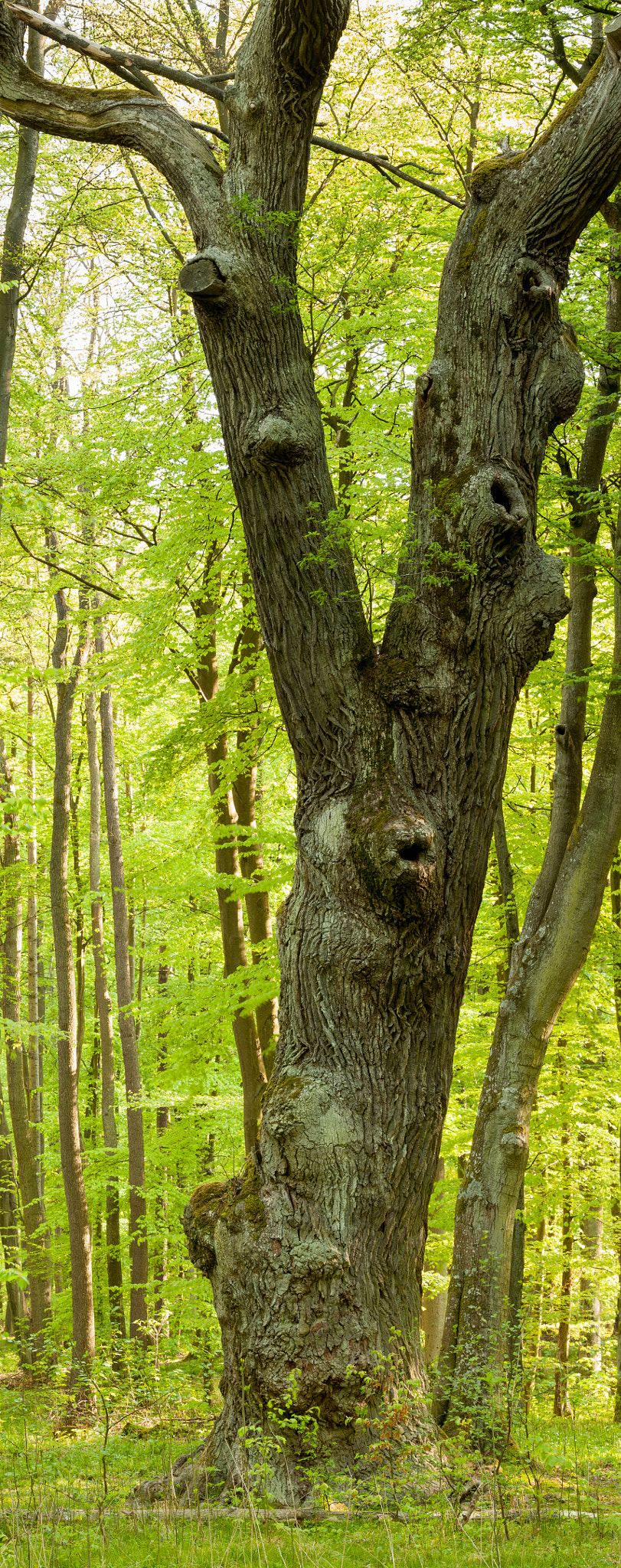 Tamron SP 150-600mm F5-6.3 Di VC USD sample photo. Old oak bolesław photography
