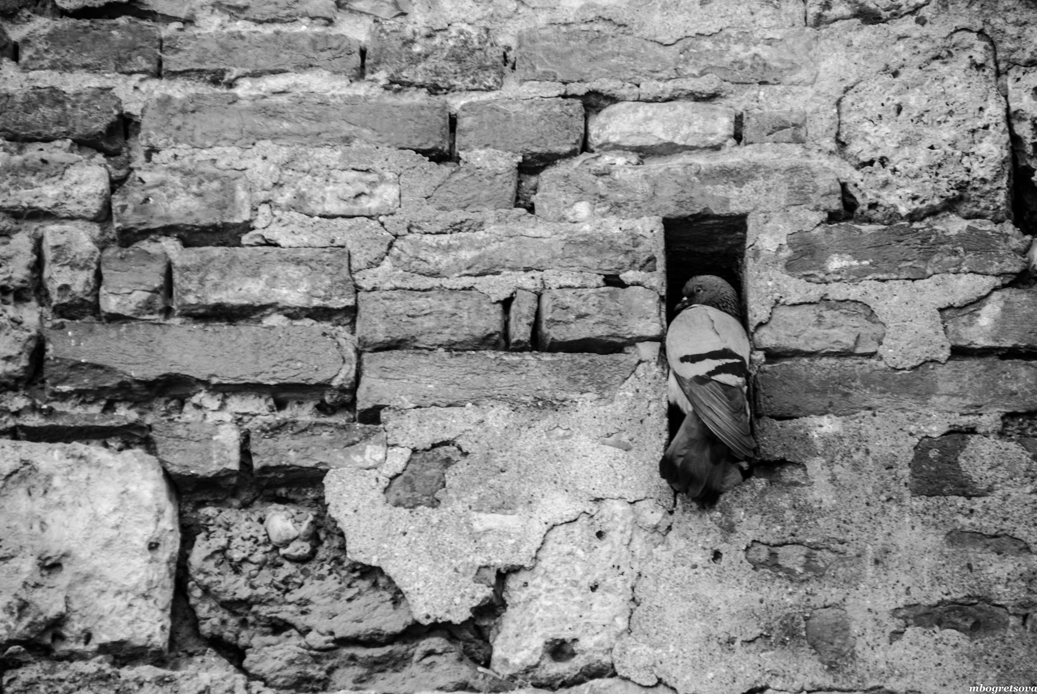 Nikon D3000 sample photo. Bird in wall photography