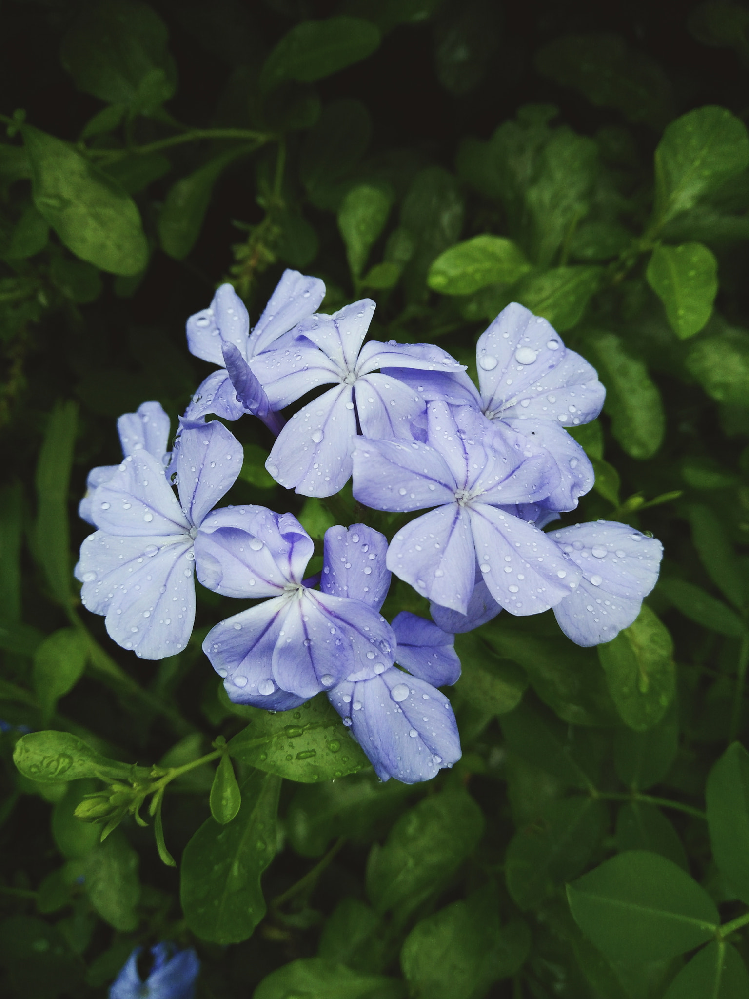 OPPO R7 Lite sample photo. Plumbago photography