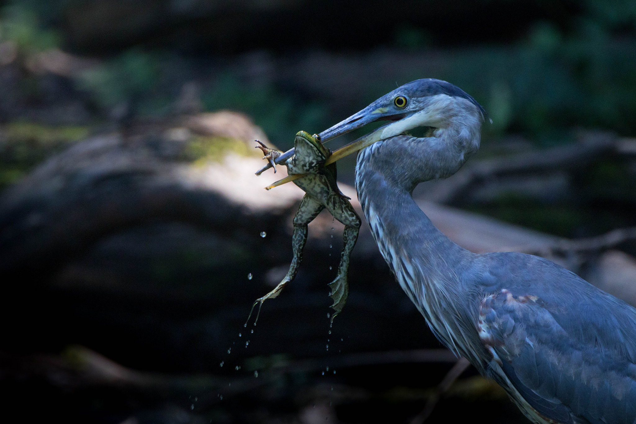 Canon EF 500mm F4L IS USM sample photo. Great blue heron and bullfrog photography