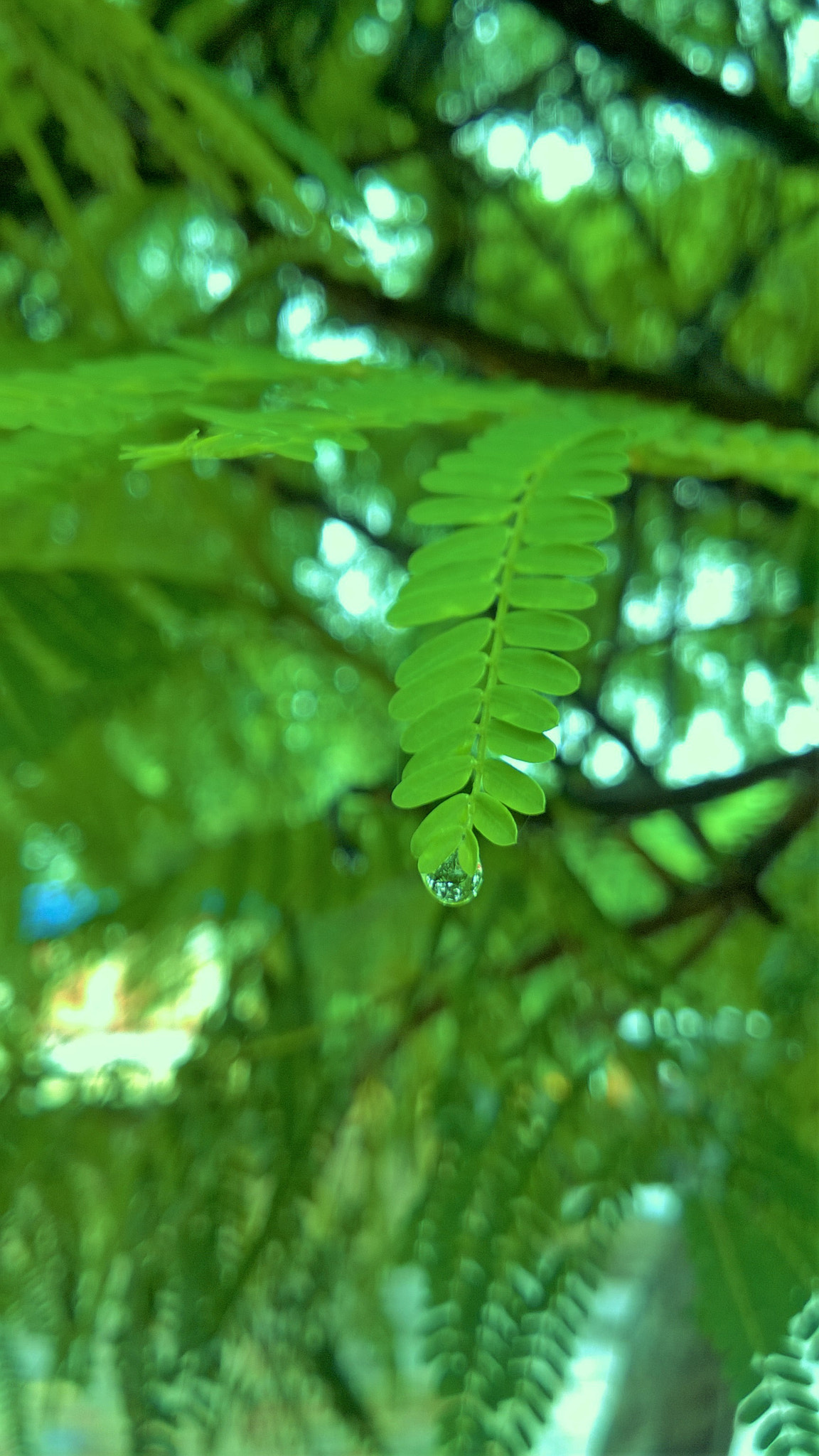 Nokia Lumia 730 Dual SIM sample photo. Greenary photography