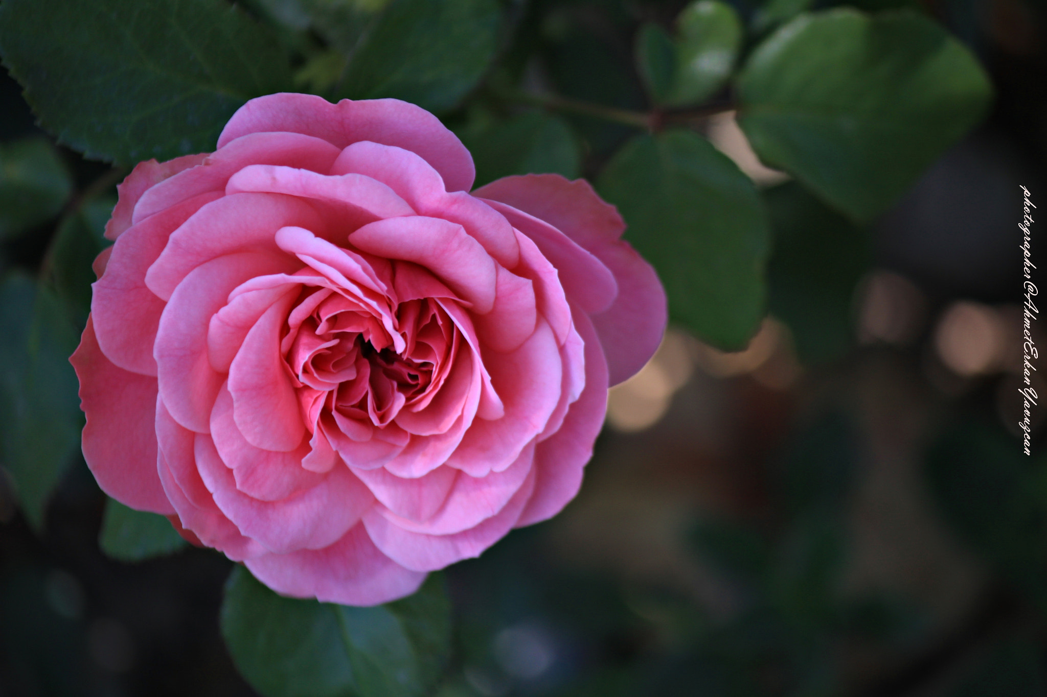 Canon EOS 500D (EOS Rebel T1i / EOS Kiss X3) sample photo. Pink rose photography
