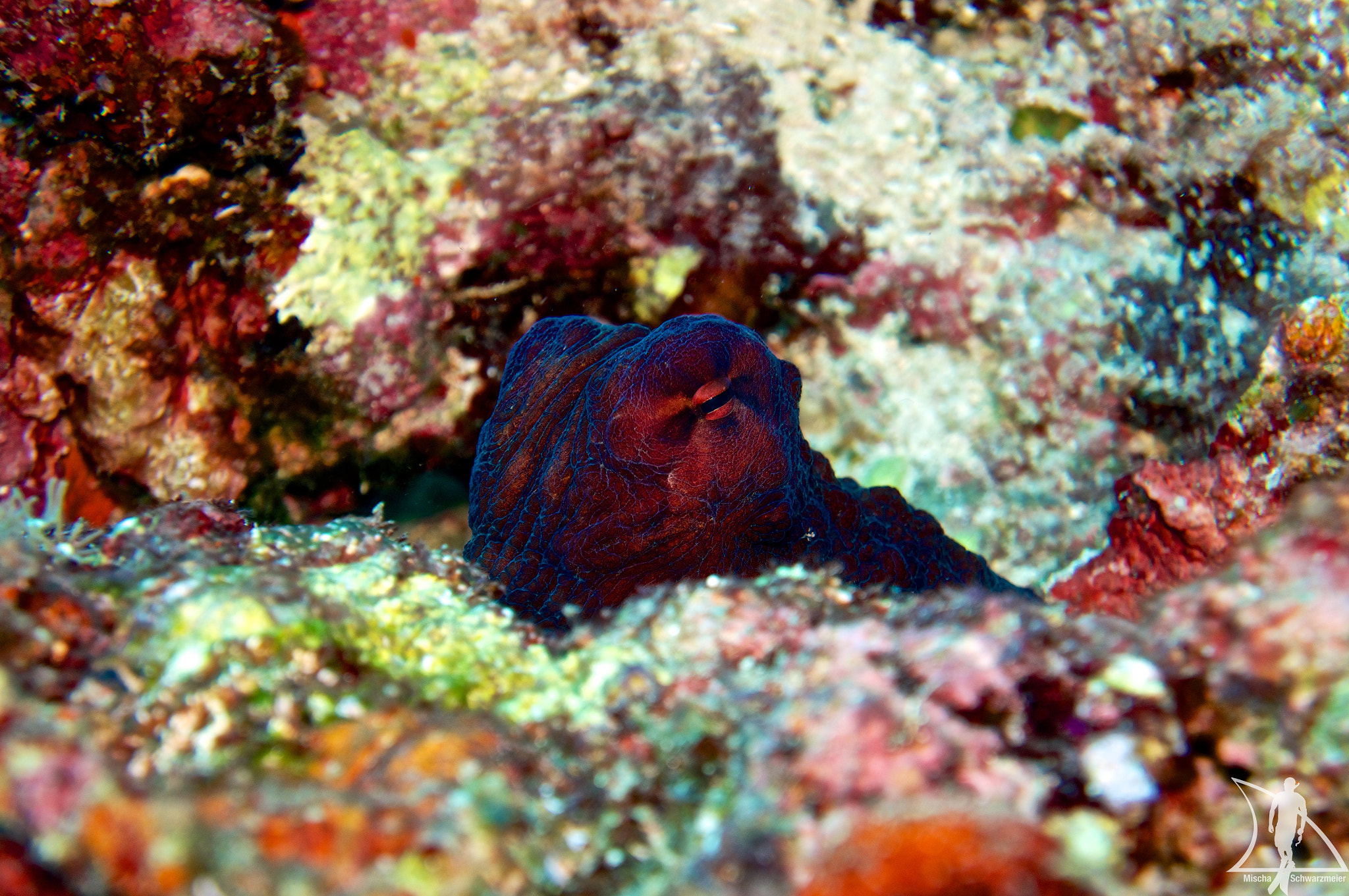 Sony FE 28-70mm F3.5-5.6 OSS sample photo. Camouflage.jpg photography
