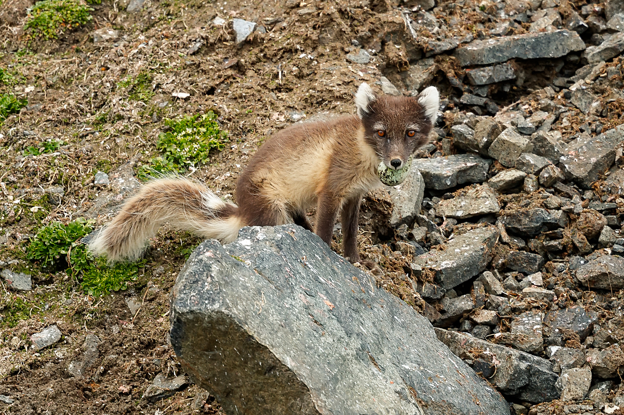 Canon EF 500mm F4L IS II USM sample photo. Arctic fox stealing eggs photography