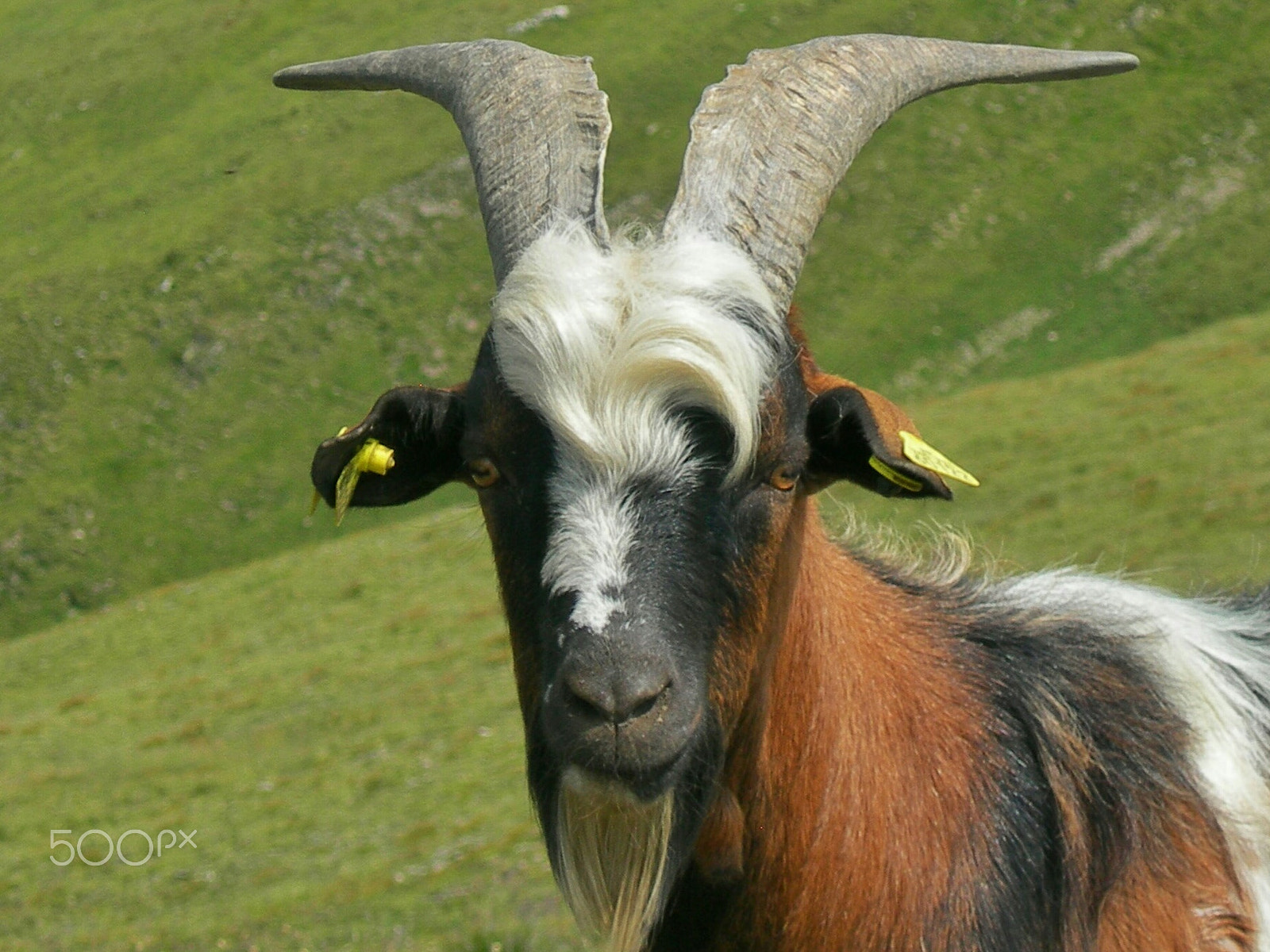 Nikon E7600 sample photo. Mountain goat photography