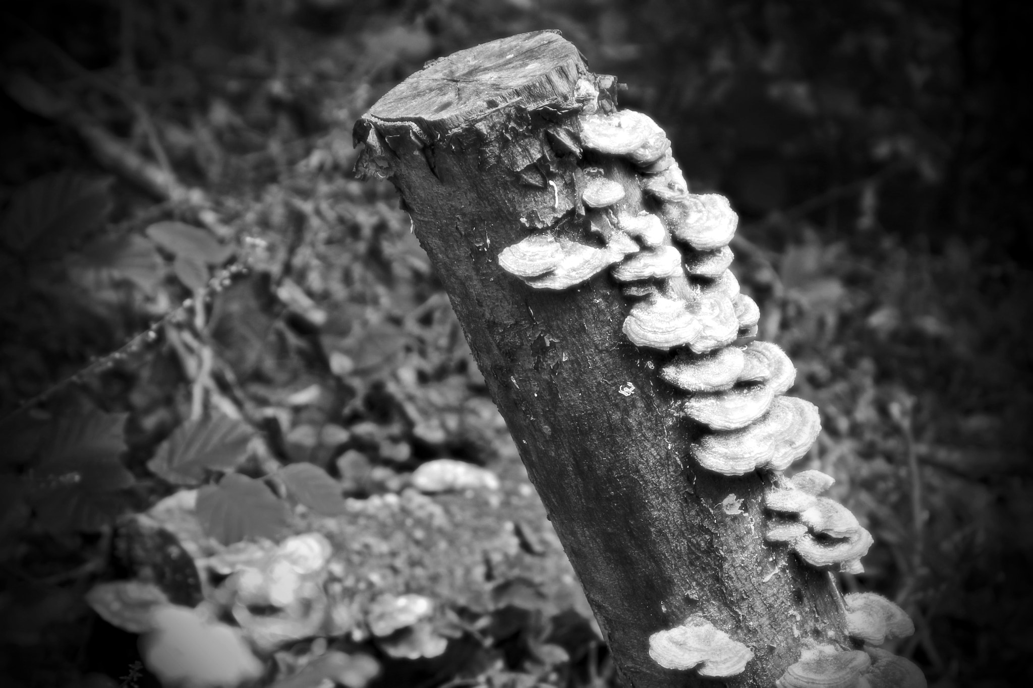 Canon EF 28-135mm F3.5-5.6 IS USM sample photo. Deep in the dark forest... photography