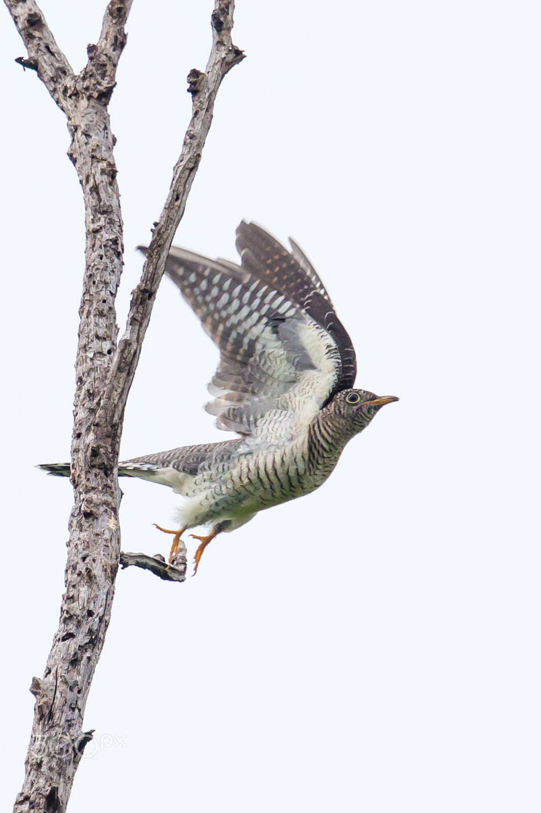 Canon EF 500mm F4L IS II USM sample photo. A juvenile cuckoo photography