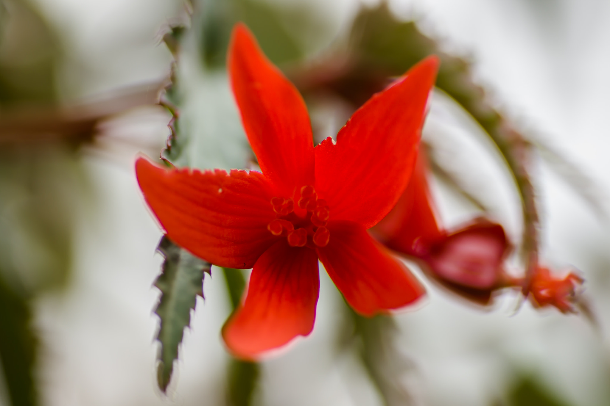 Canon EOS 700D (EOS Rebel T5i / EOS Kiss X7i) + Tamron SP AF 90mm F2.8 Di Macro sample photo. Red flower photography