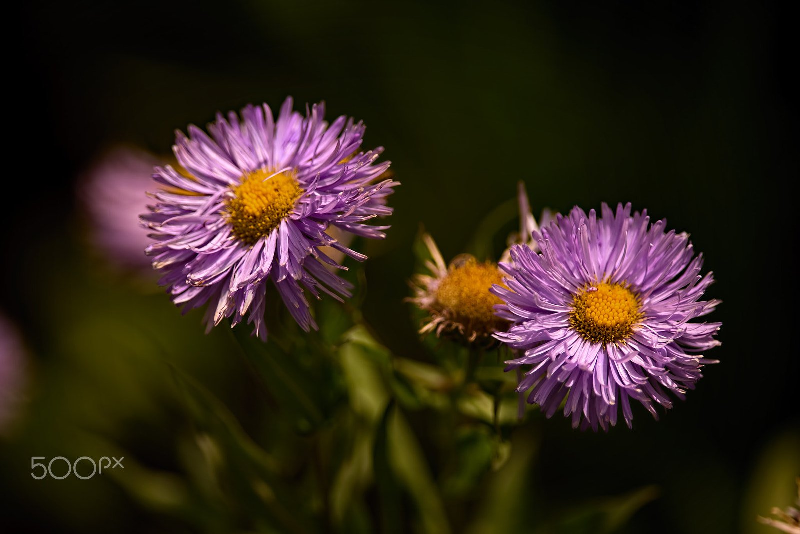 Nikon D810 + Nikon AF-S Nikkor 300mm F4D ED-IF sample photo. Flea bane pair 0708 photography