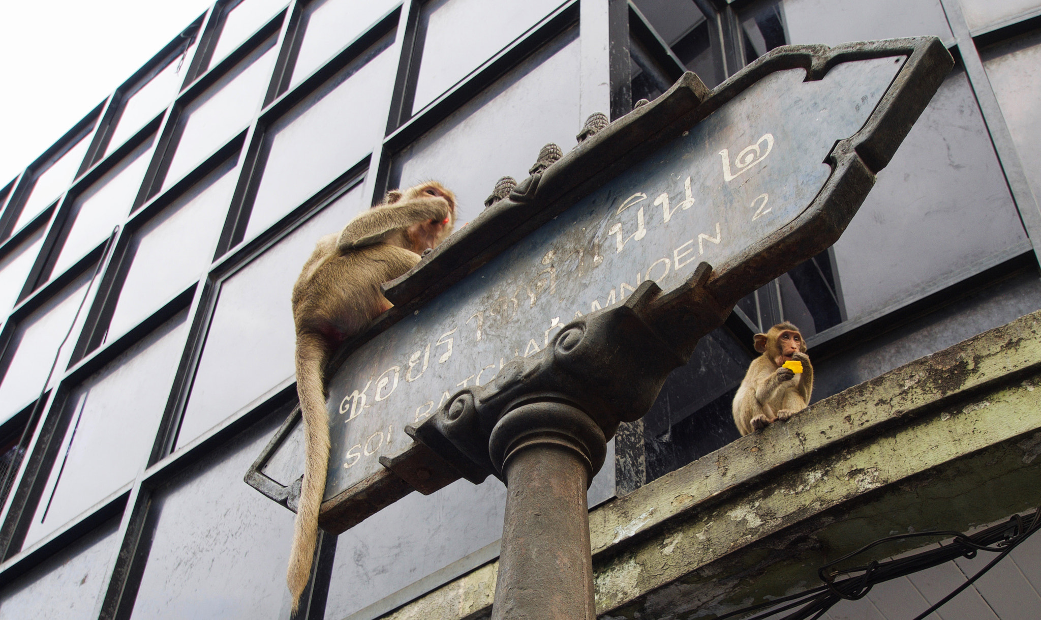 Olympus OM-D E-M5 + OLYMPUS M.9-18mm F4.0-5.6 sample photo. Monkeys in lopburi photography