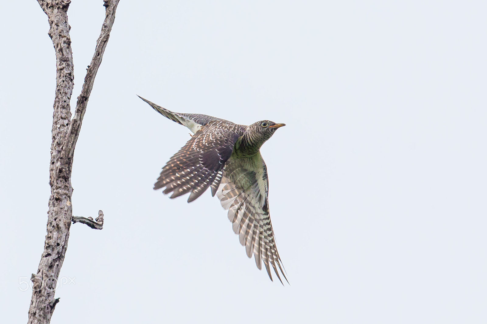 Canon EF 500mm F4L IS II USM sample photo. Fly away photography
