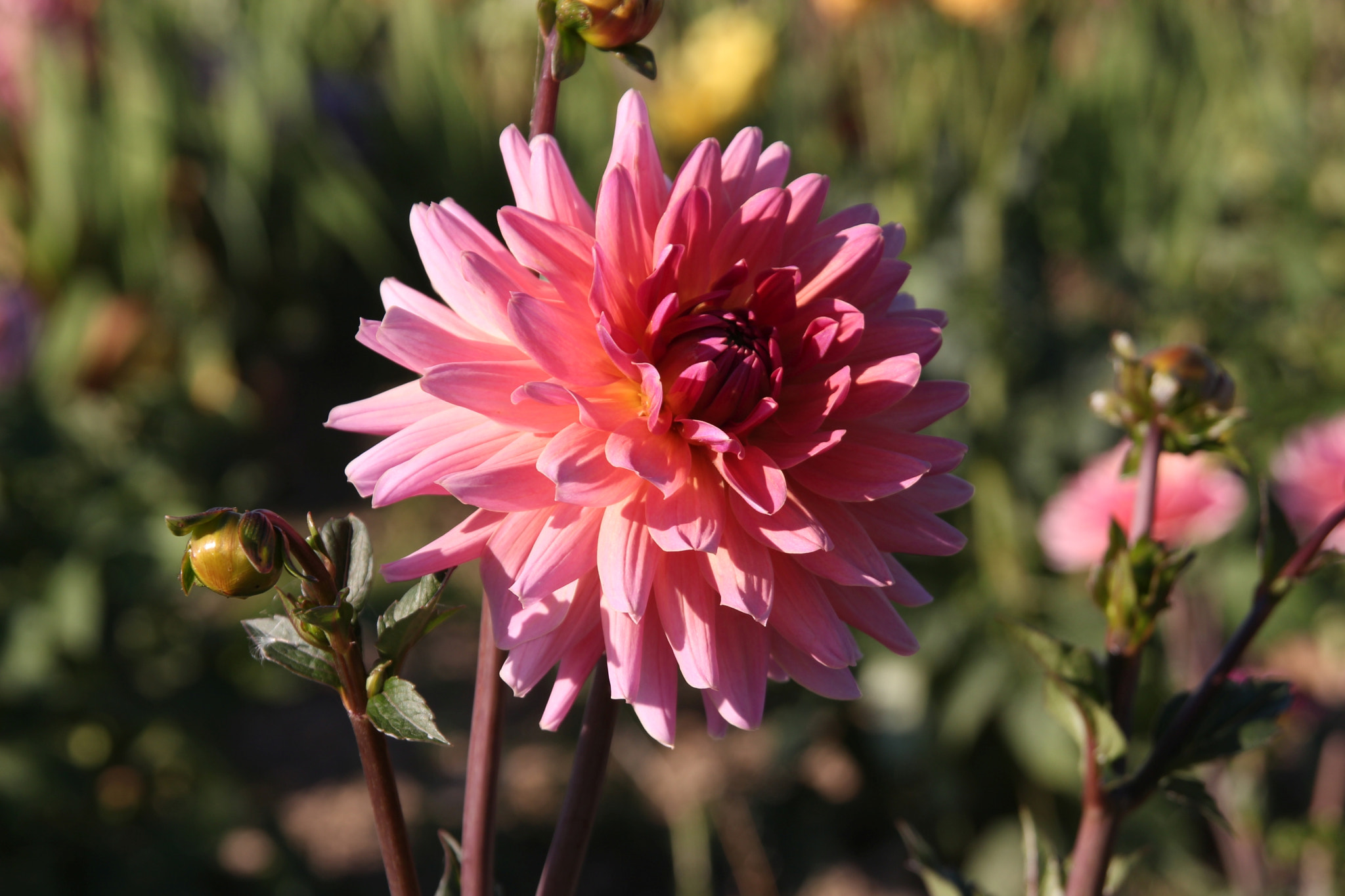 Sigma 18-200mm f/3.5-6.3 DC OS sample photo. Dahlia oh dahlia photography