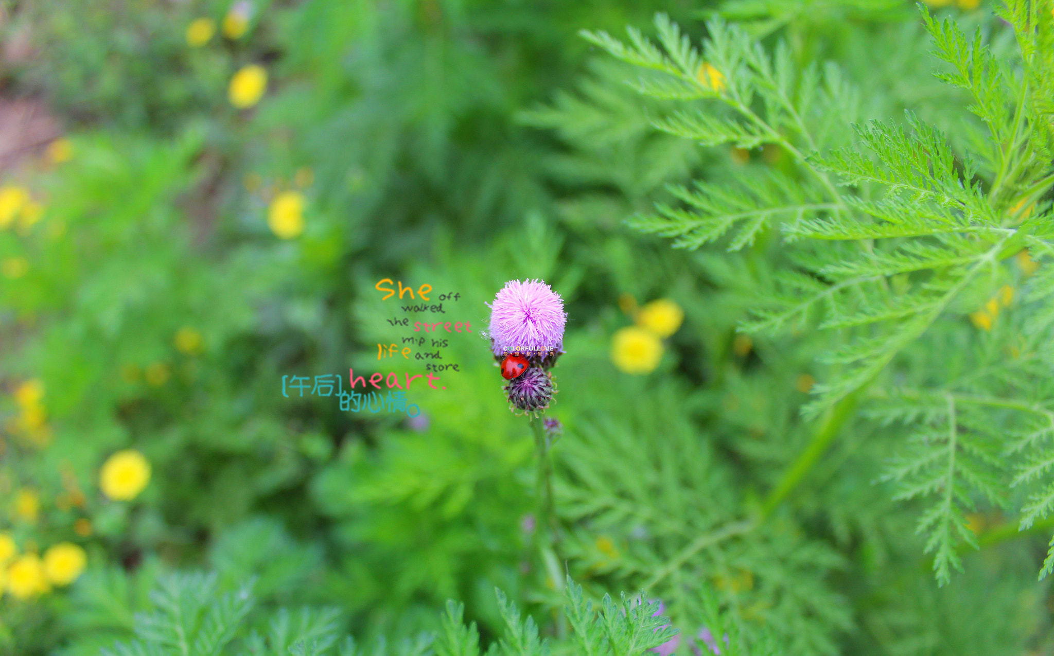 Canon EF-S 18-55mm F3.5-5.6 IS II sample photo