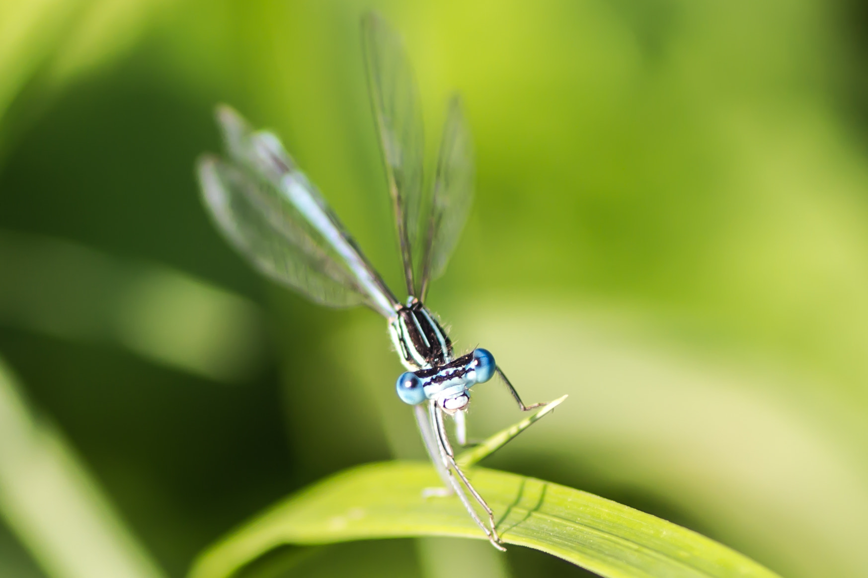 Canon EOS 700D (EOS Rebel T5i / EOS Kiss X7i) + Tamron SP AF 90mm F2.8 Di Macro sample photo. Damselfly photography