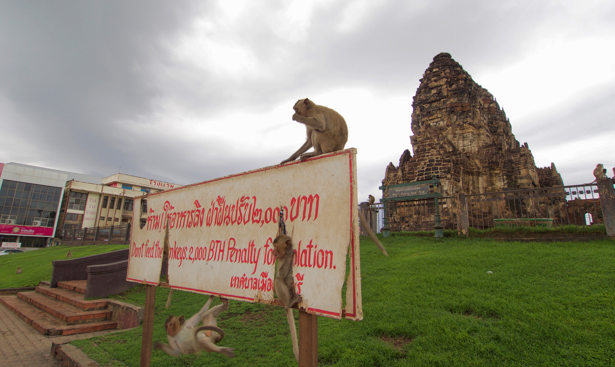 Olympus OM-D E-M5 + OLYMPUS M.9-18mm F4.0-5.6 sample photo. Monkeys in lopburi photography