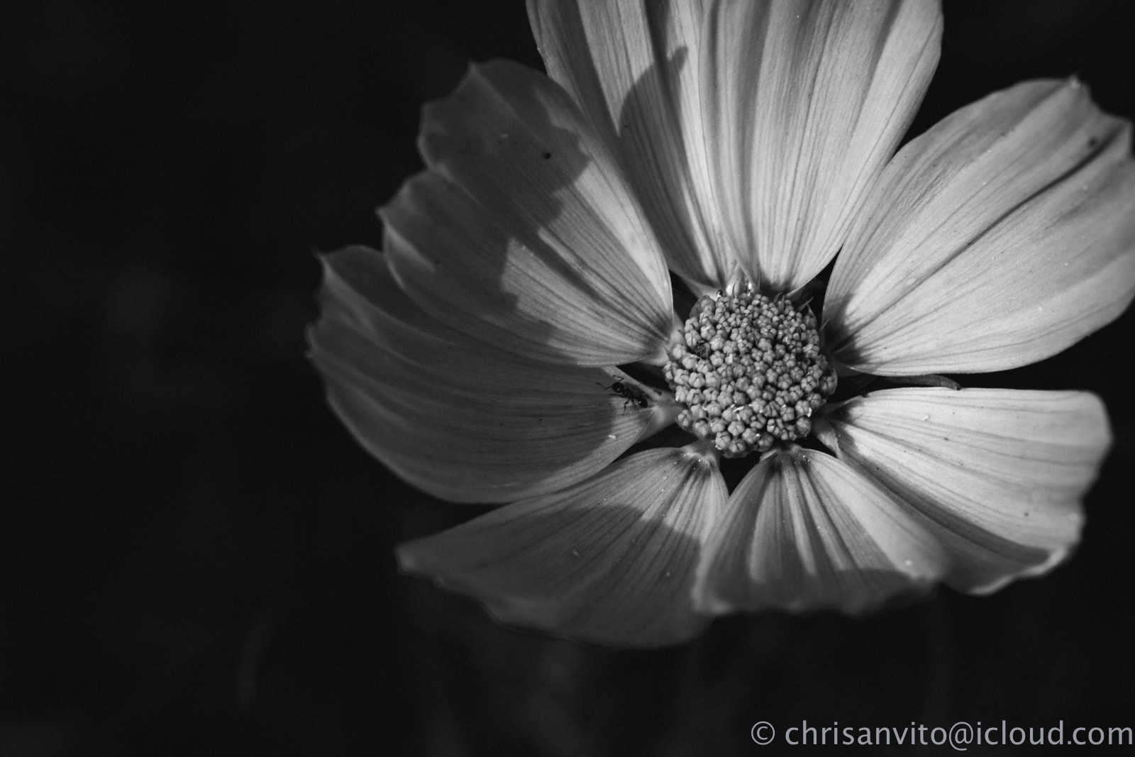 Fujifilm X-E2 + Fujifilm XF 60mm F2.4 R Macro sample photo. Flower and little ant photography