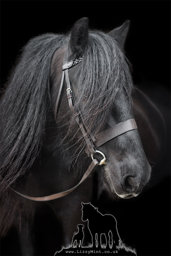 Sony SLT-A77 + Sony DT 50mm F1.8 SAM sample photo. Fell pony, dan photography