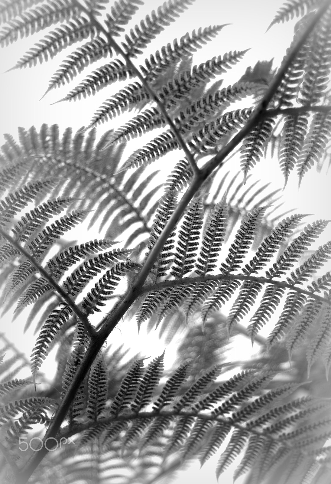 Nikon D3000 sample photo. Tree fern foliage photography
