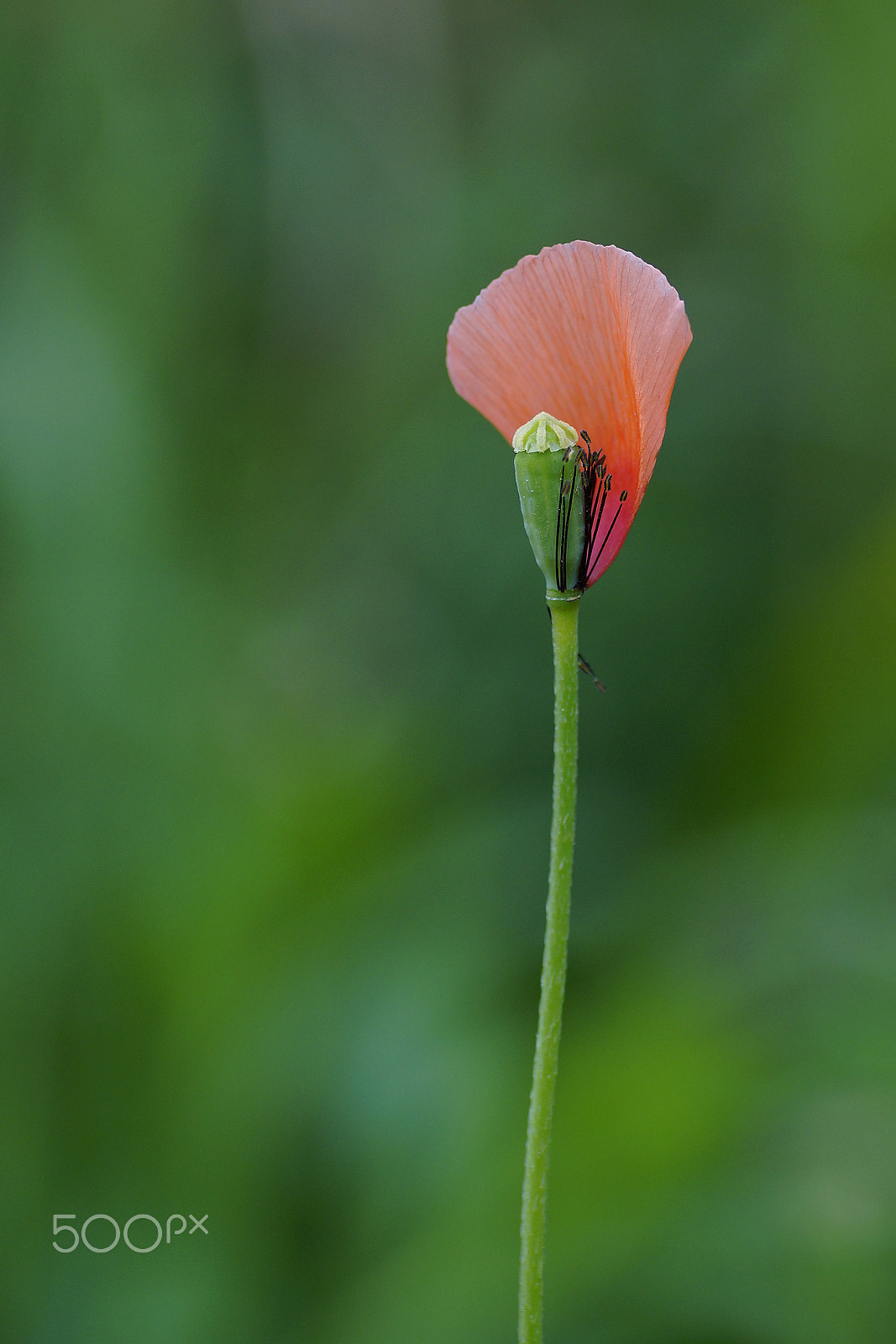 Sony a99 II + Tamron SP AF 90mm F2.8 Di Macro sample photo. Just little. photography