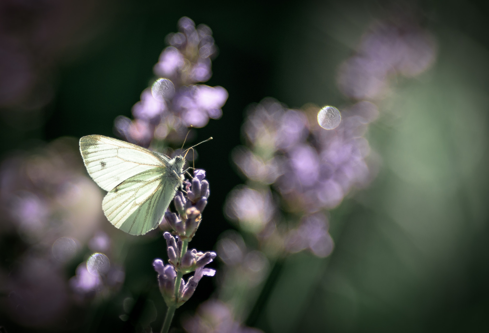 Nikon AF-S Nikkor 300mm F2.8G ED VR II sample photo. Butterfly photography