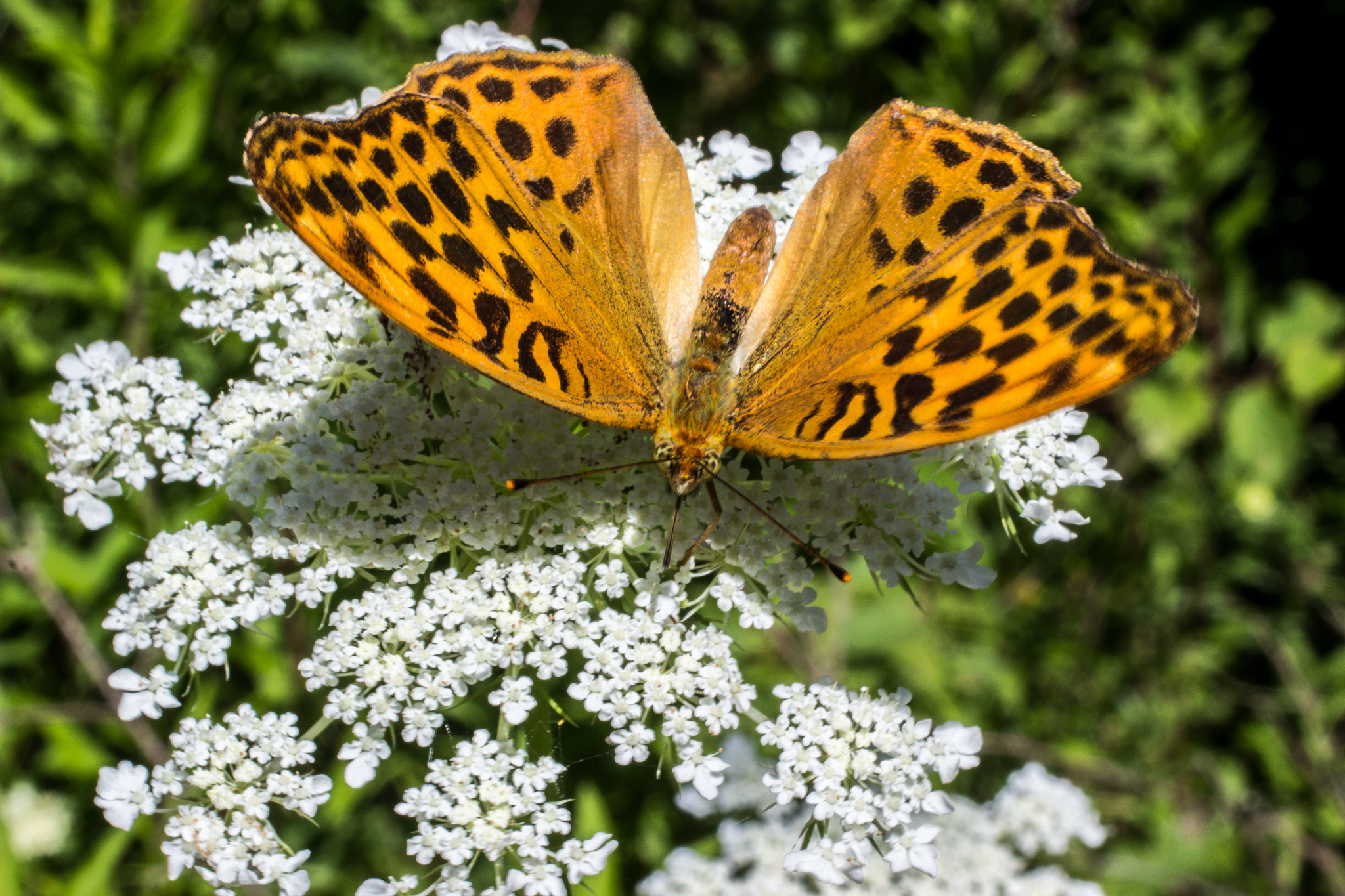 Canon EOS 600D (Rebel EOS T3i / EOS Kiss X5) + Canon EF 50mm F2.5 Macro sample photo. Schmetterling in der lobau photography