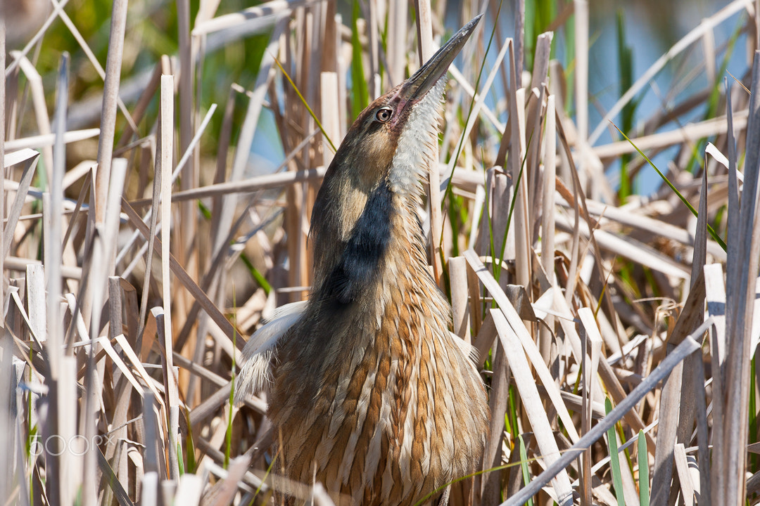 Canon EOS 40D + Canon EF 500mm F4L IS USM sample photo. Bittern / butor photography