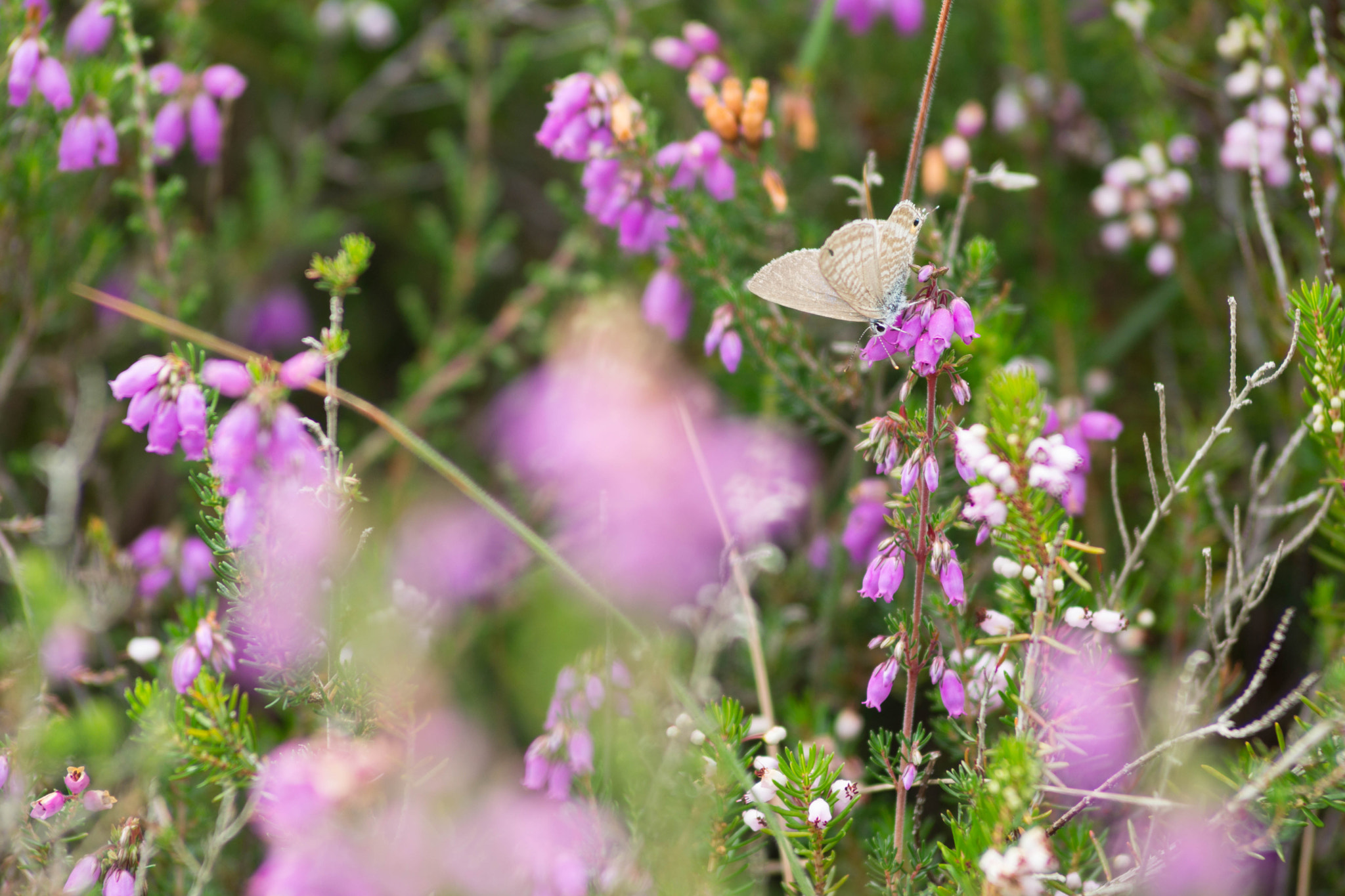 Tamron AF 70-210mm F2.8 SP LD sample photo. Papillon sur la rhune photography