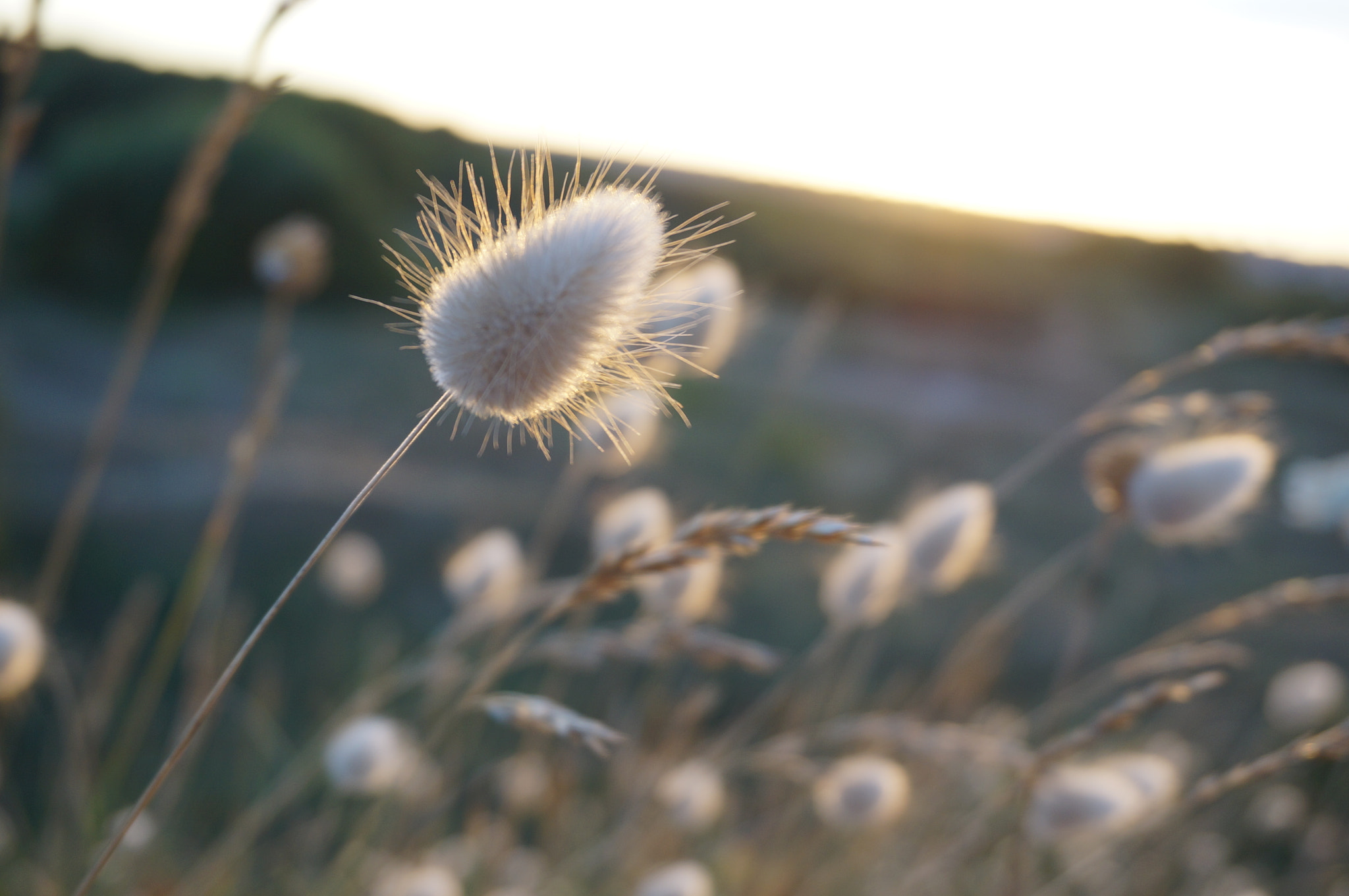 Sony Alpha NEX-3N + Sony E 18-50mm F4-5.6 sample photo. Fleur des dunes photography