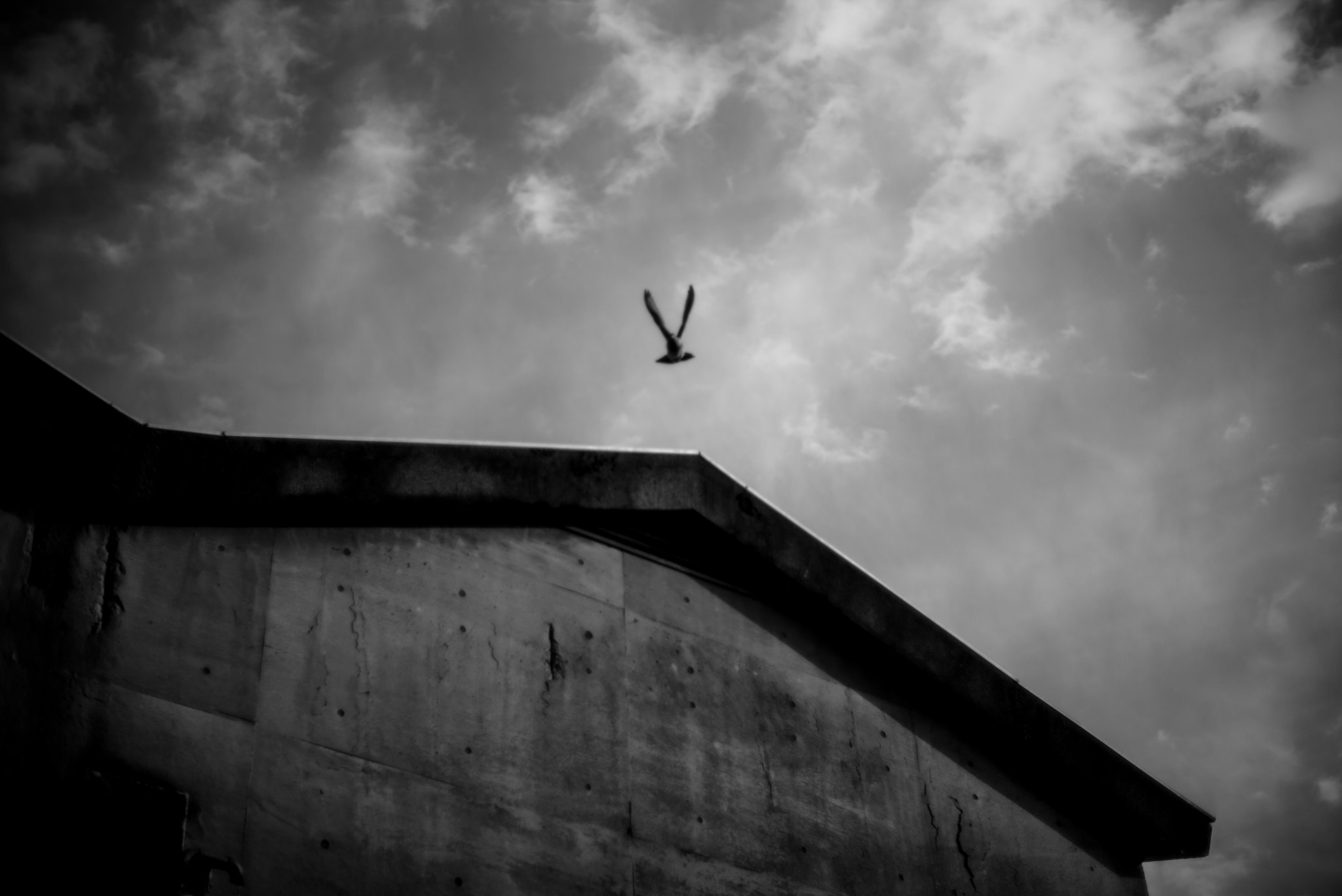Noctilux-M 1:1/50 sample photo. Pigeon photography