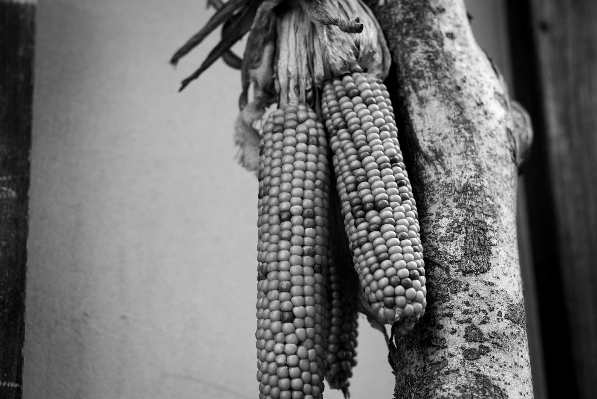 Leica APO-Summicron-M 75mm F2 ASPH sample photo. Corn photography