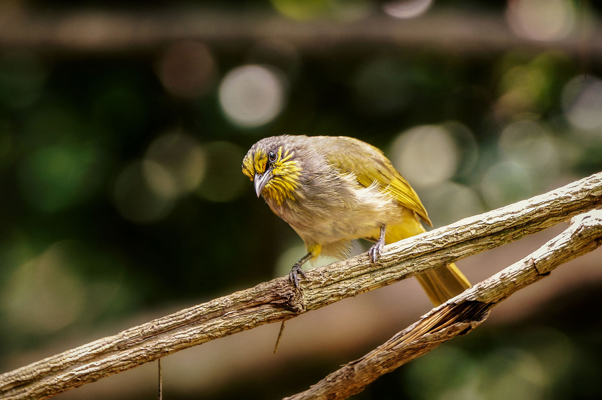 Sony SLT-A57 + Sony 70-400mm F4-5.6 G SSM sample photo. Stripe-throated bulbul photography