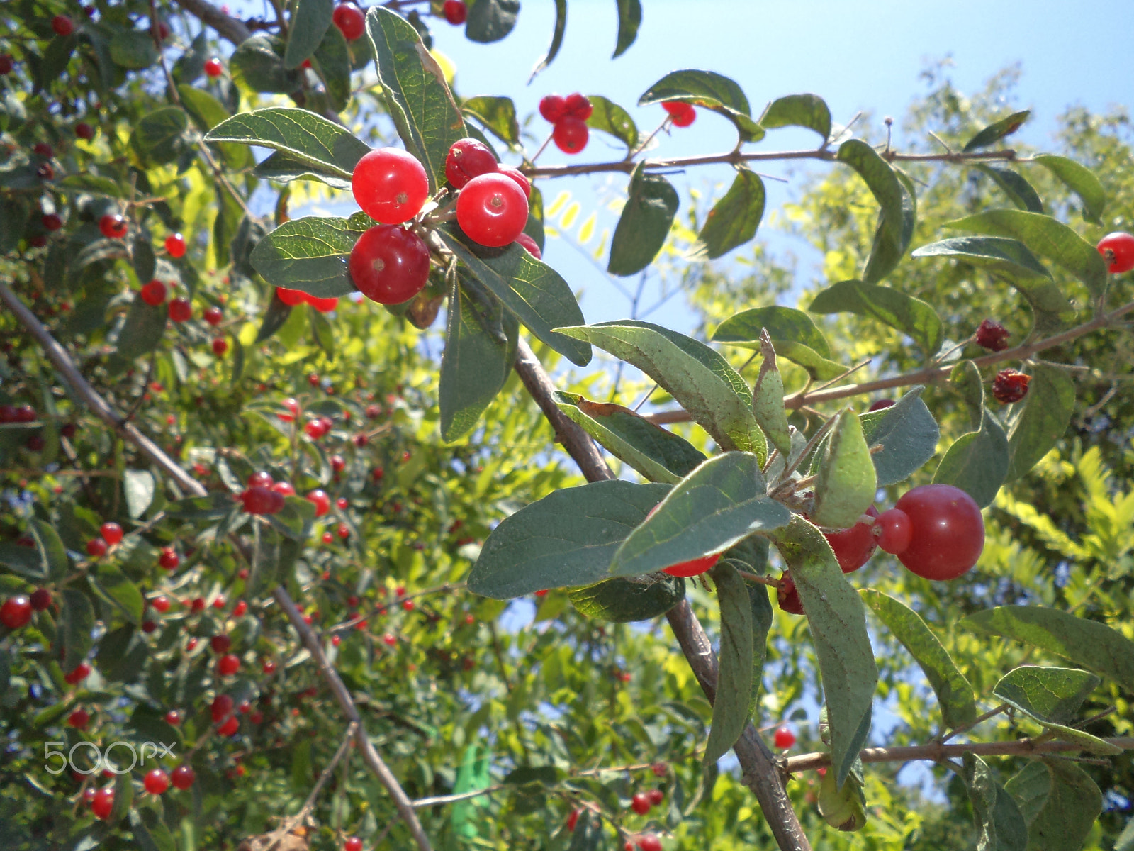 Sony DSC-S3000 sample photo. Mangalia 2013 photography