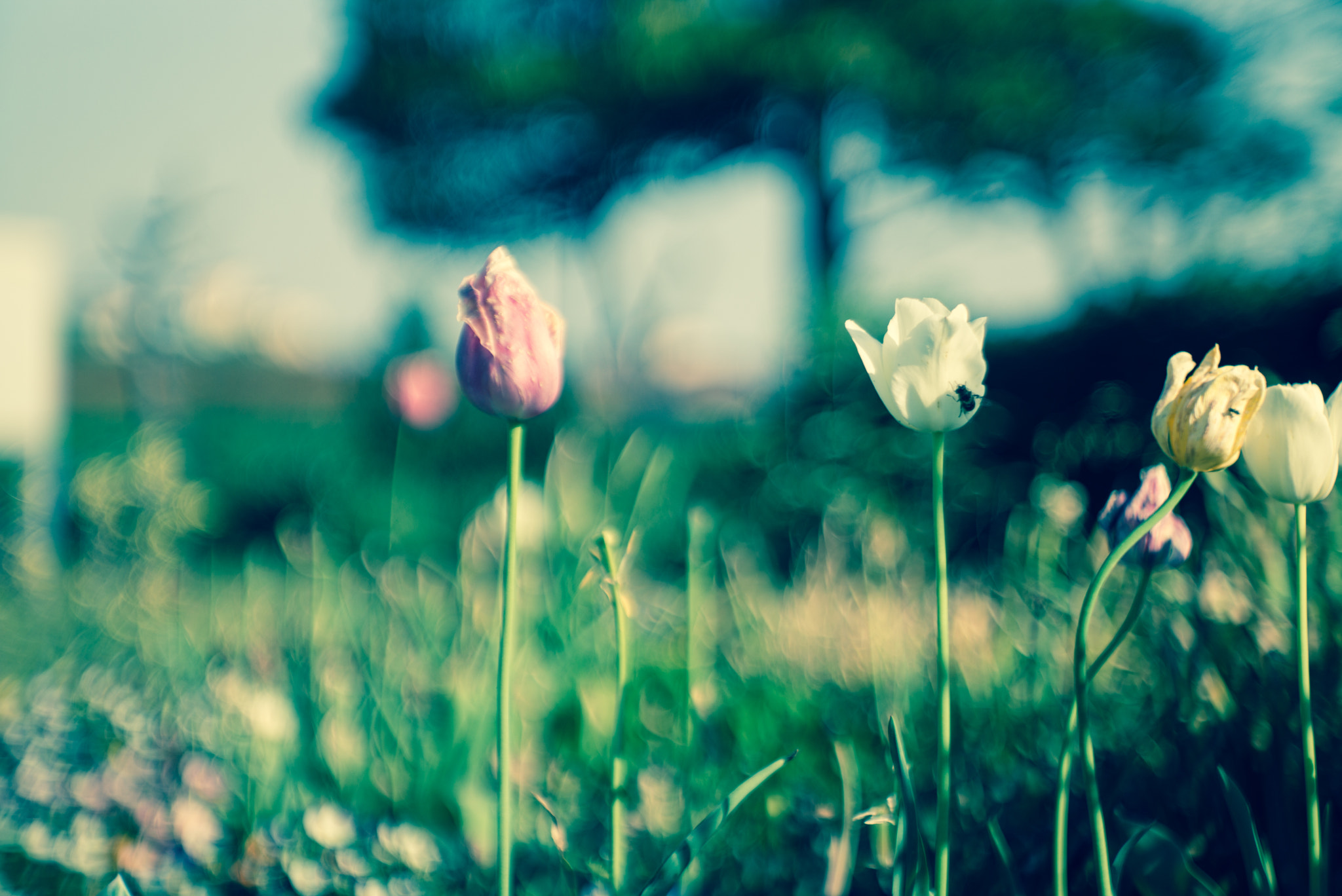 Summicron-M 1:2/35 sample photo. Flowers photography