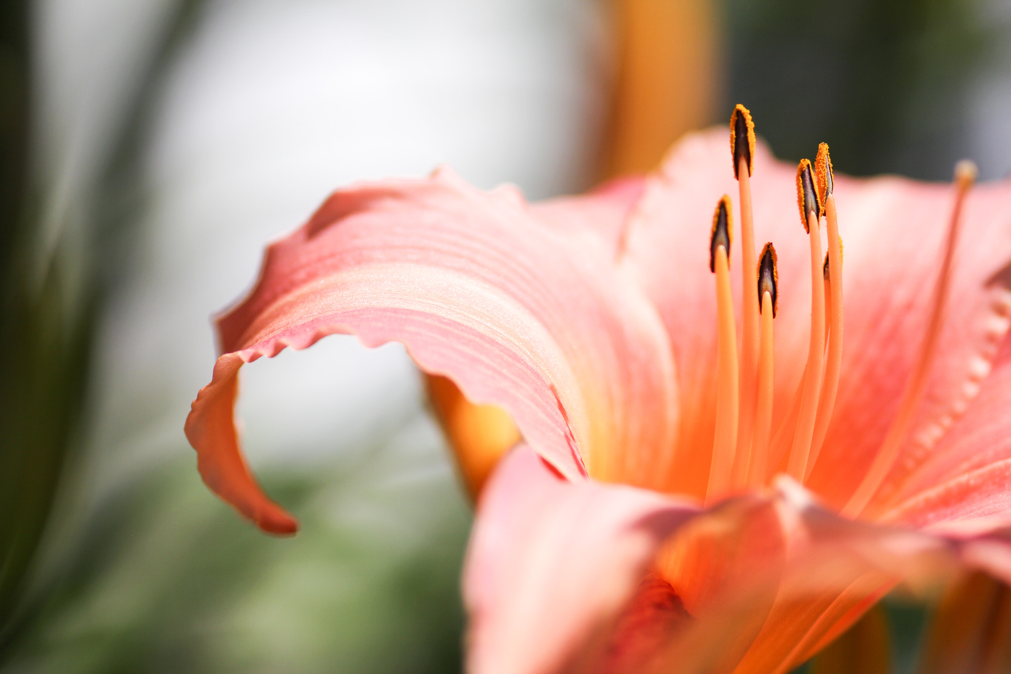 Canon EOS 60D + Sigma 105mm F2.8 EX DG Macro sample photo. So elegant - tellement élégante photography