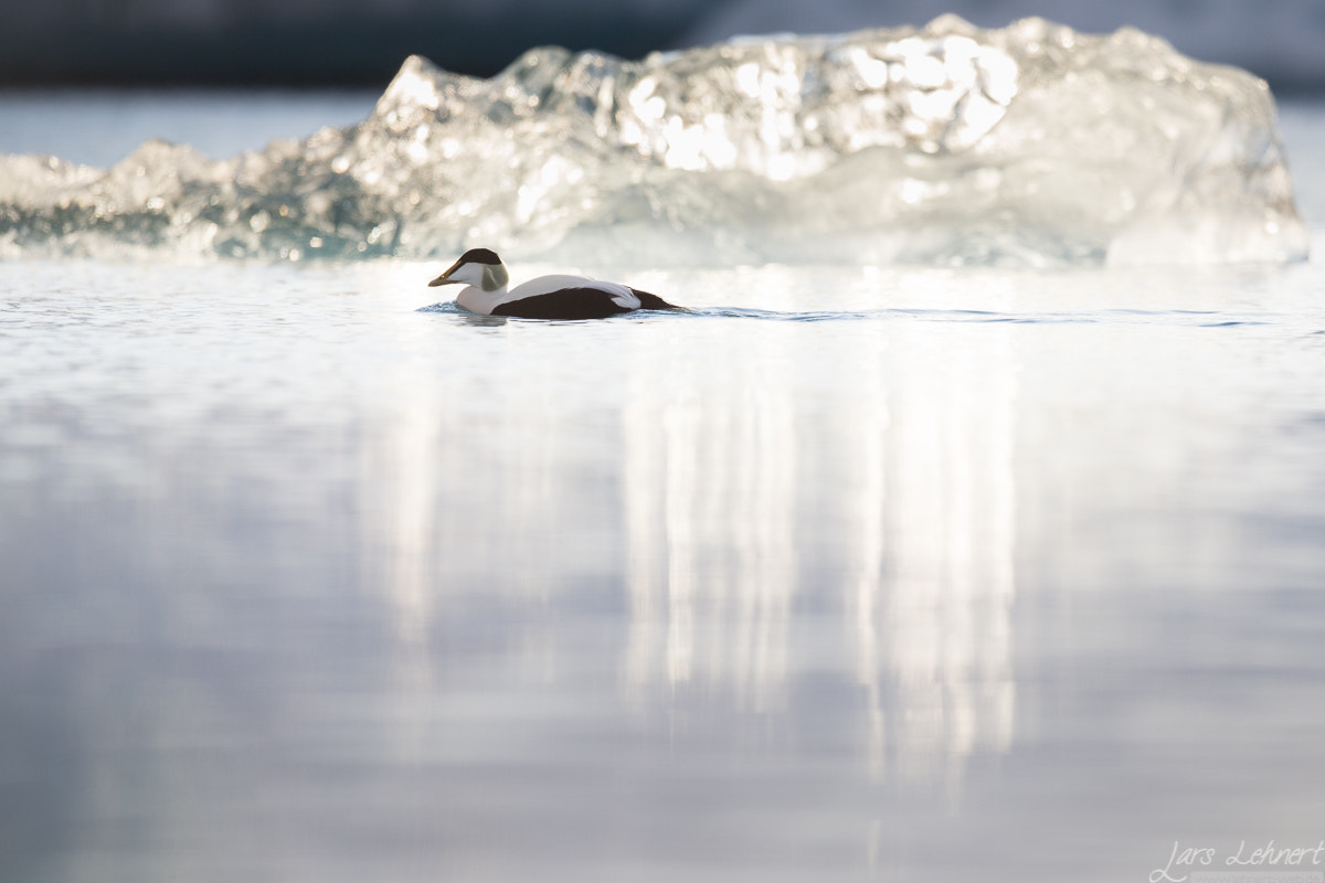 Canon EOS 6D + Canon EF 400mm F2.8L IS USM sample photo. Ll photography