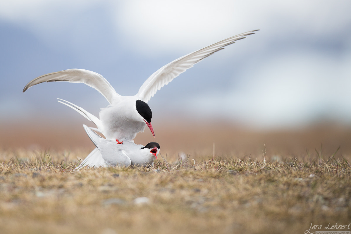 Canon EOS 6D + Canon EF 400mm F2.8L IS USM sample photo. Ll photography