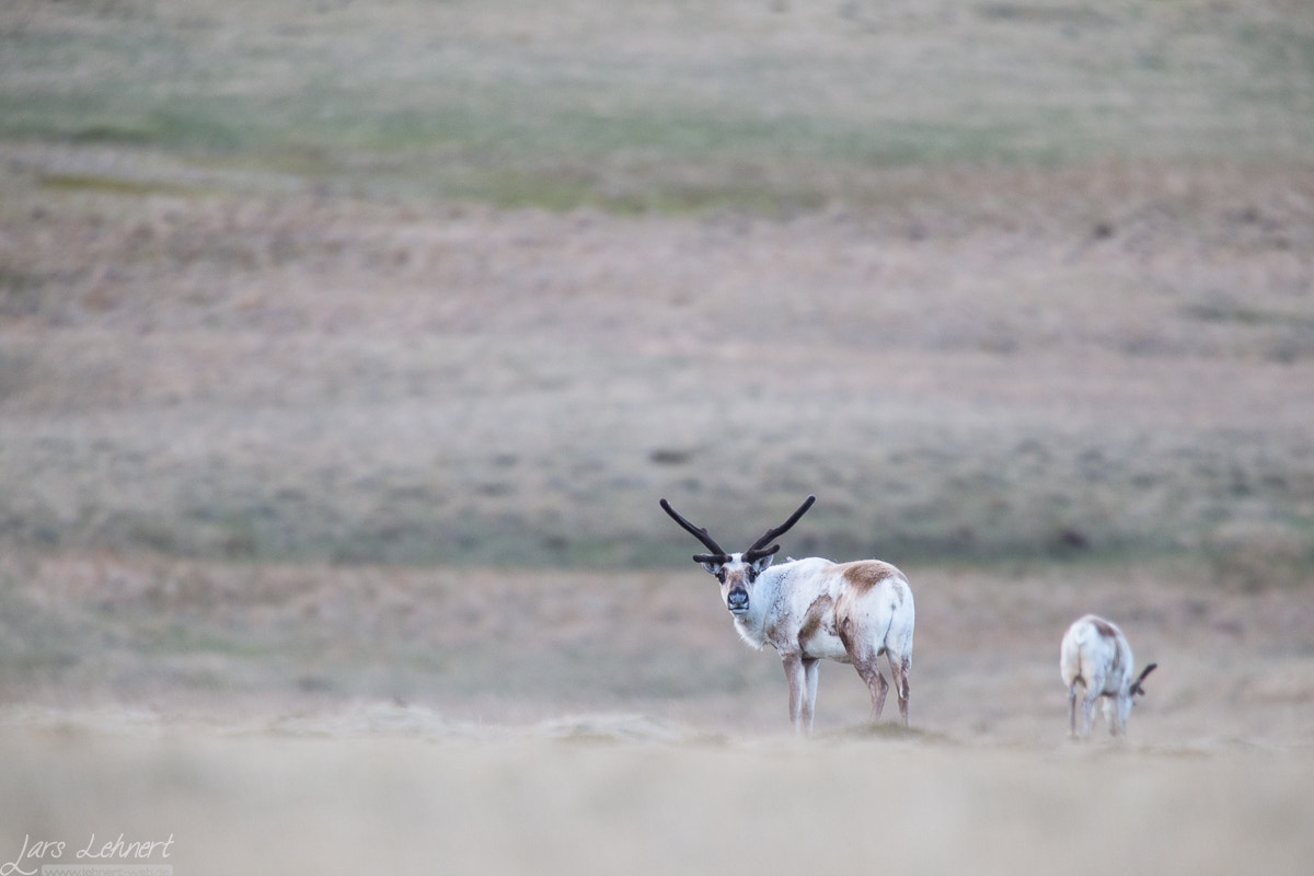 Canon EOS 6D + Canon EF 400mm F2.8L IS USM sample photo. Ll photography