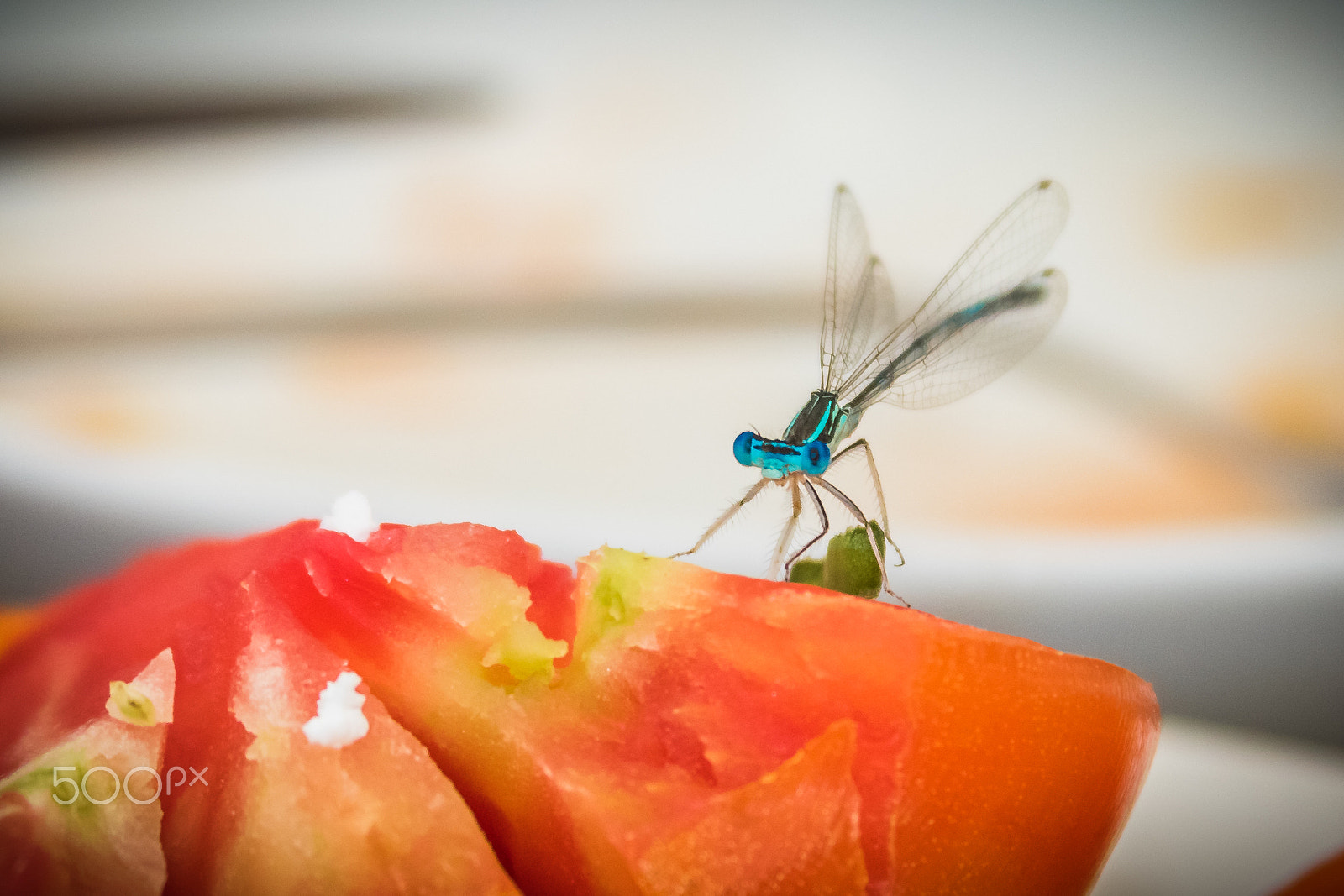 Canon EF 28-135mm F3.5-5.6 IS USM sample photo. Salad dragon photography