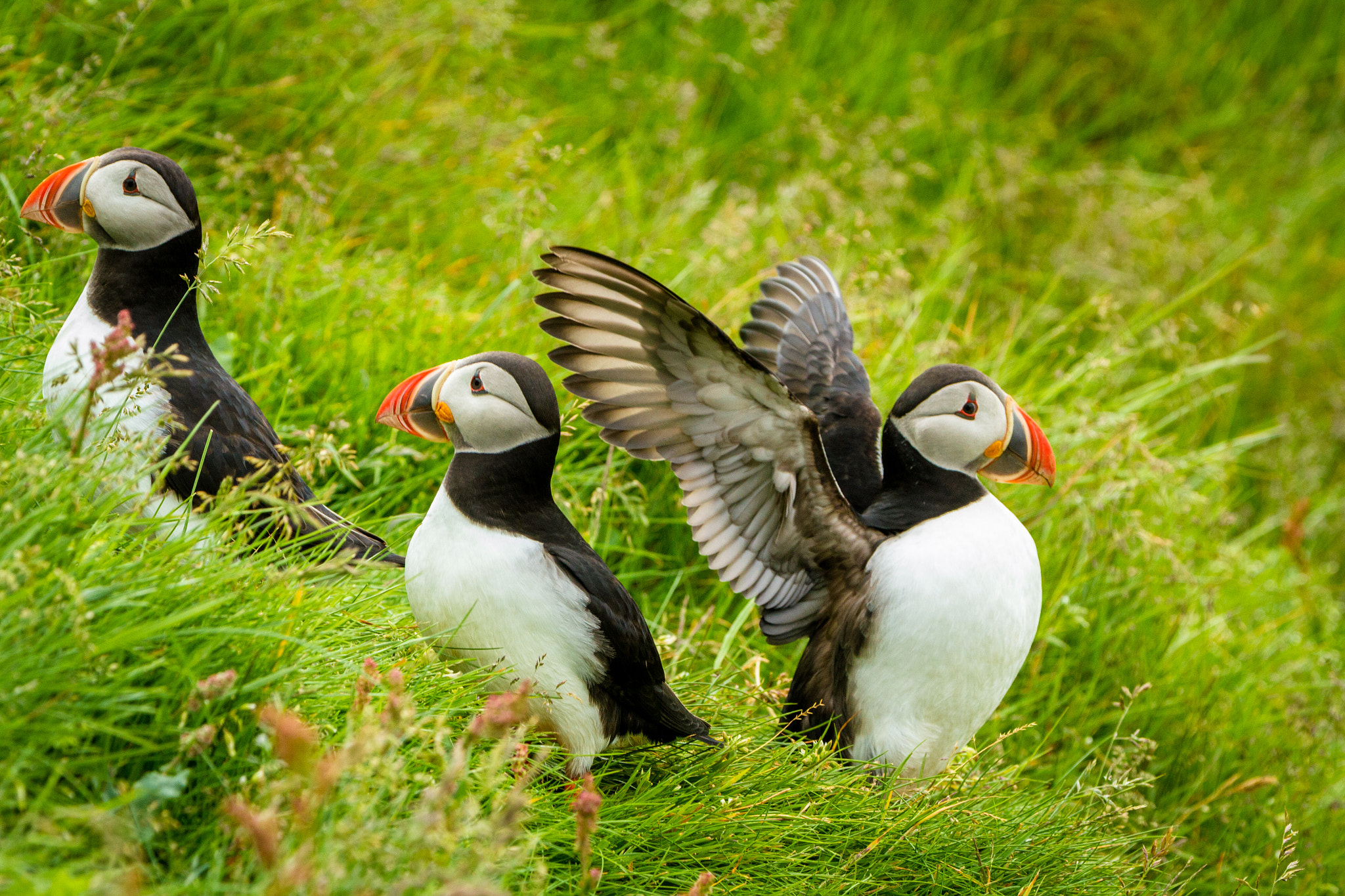 Canon EF 70-200mm F2.8L IS II USM sample photo. Puffins on heimaey photography