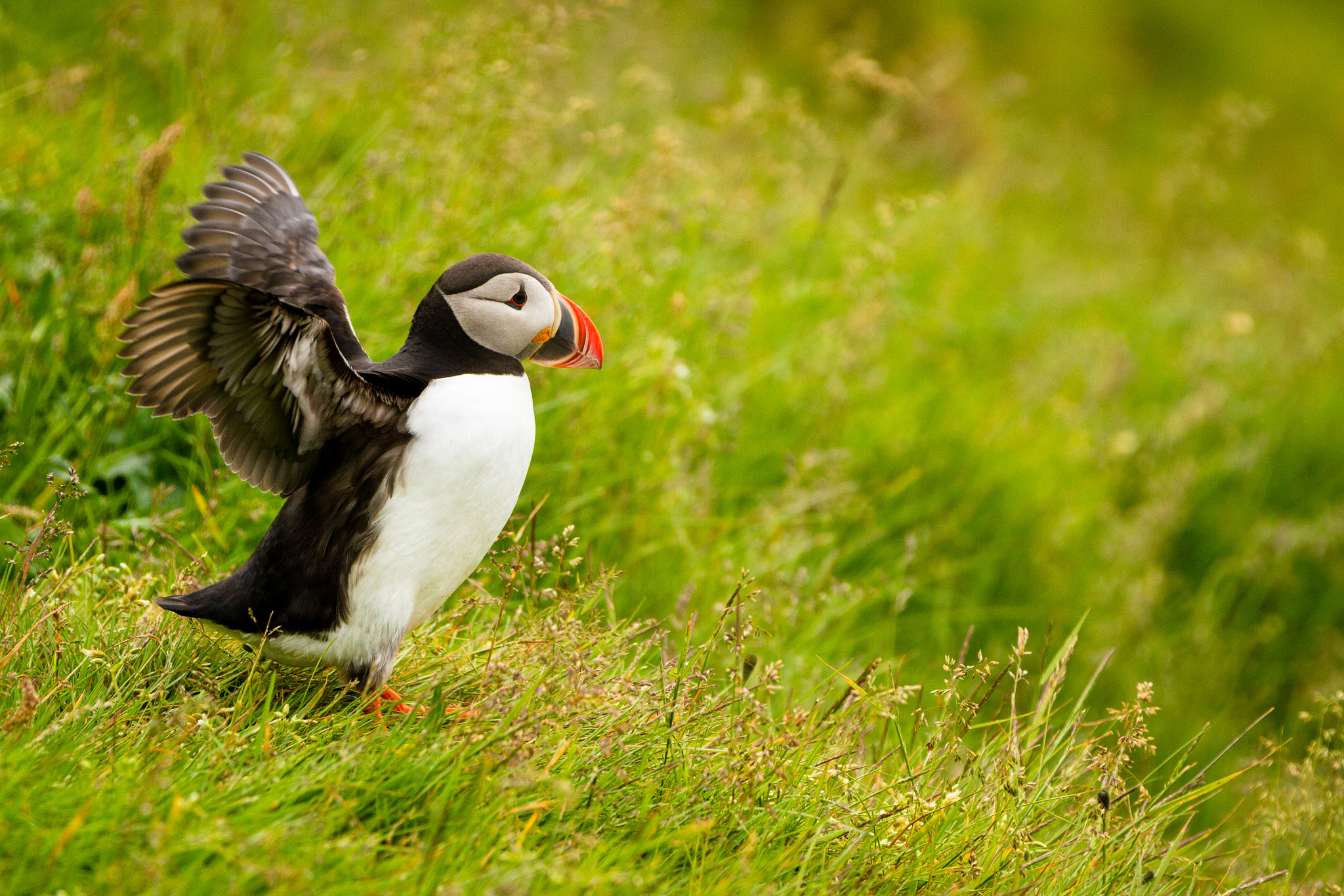 Canon EF 70-200mm F2.8L IS II USM sample photo. Puffin on heimaey photography
