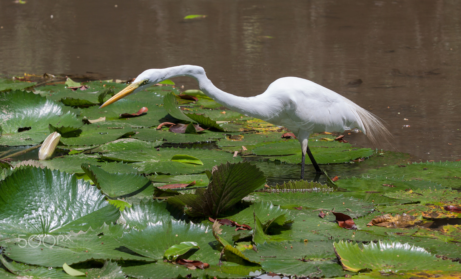 Canon EOS 50D sample photo. White heron photography