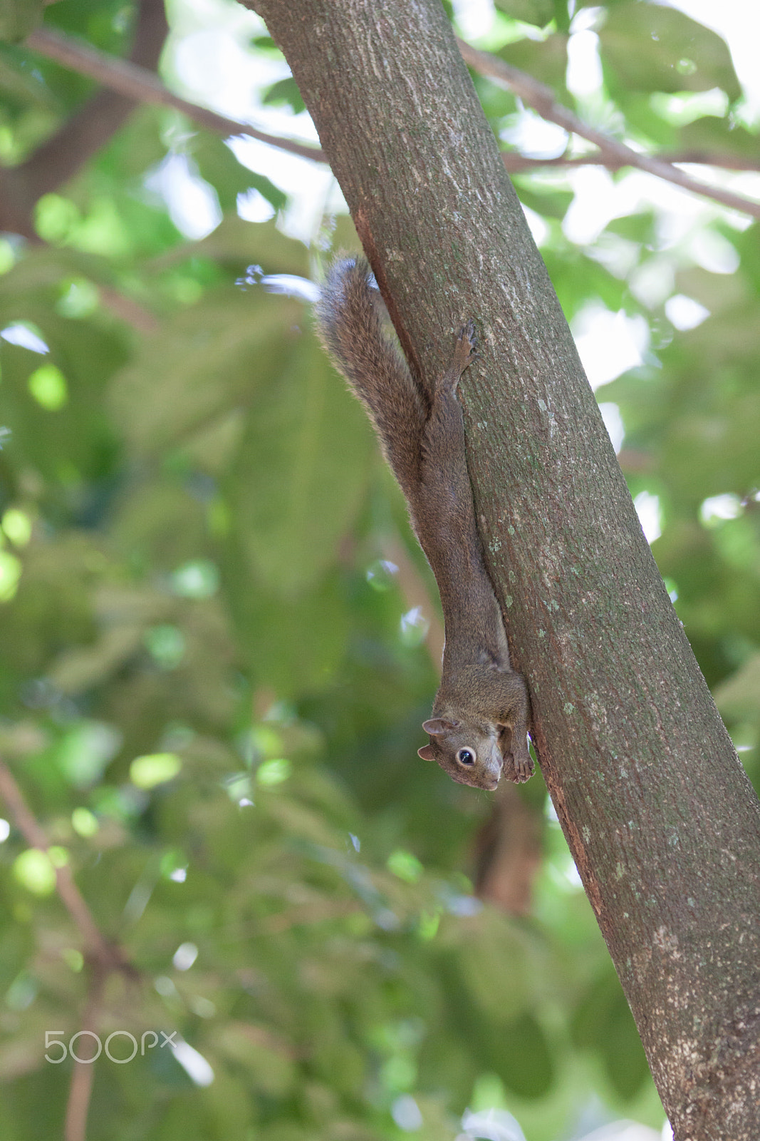 Canon EOS 50D sample photo. Squirrel  photography