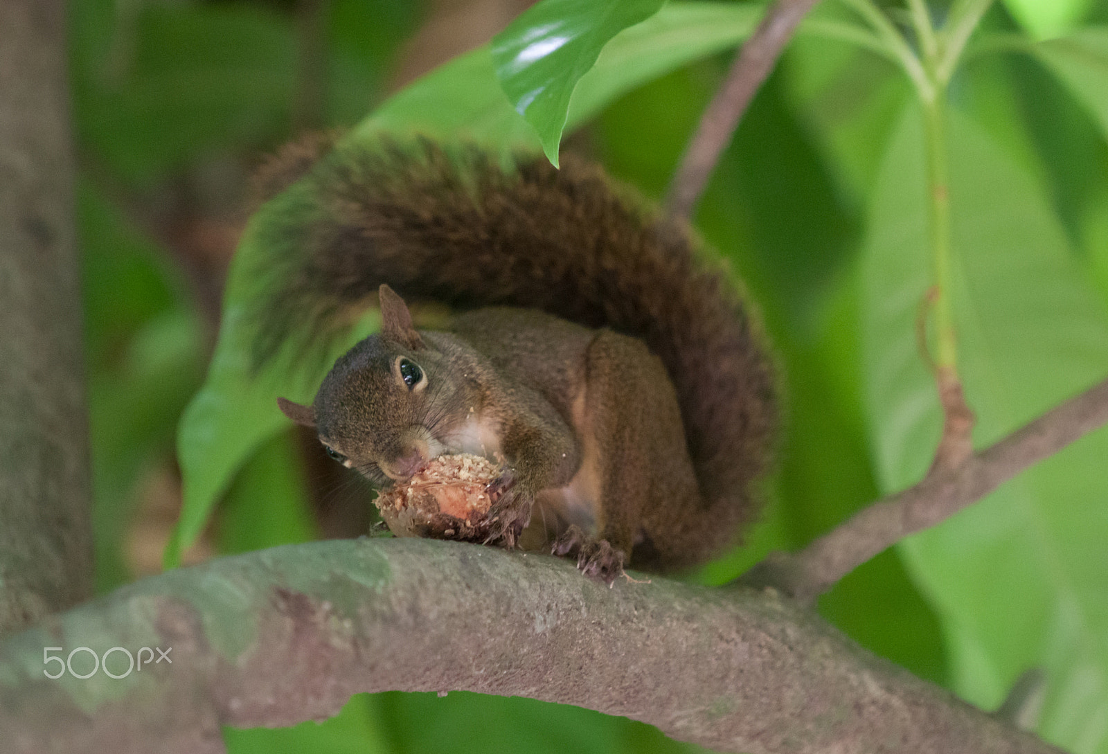 Canon EOS 50D sample photo. Squirrel  photography